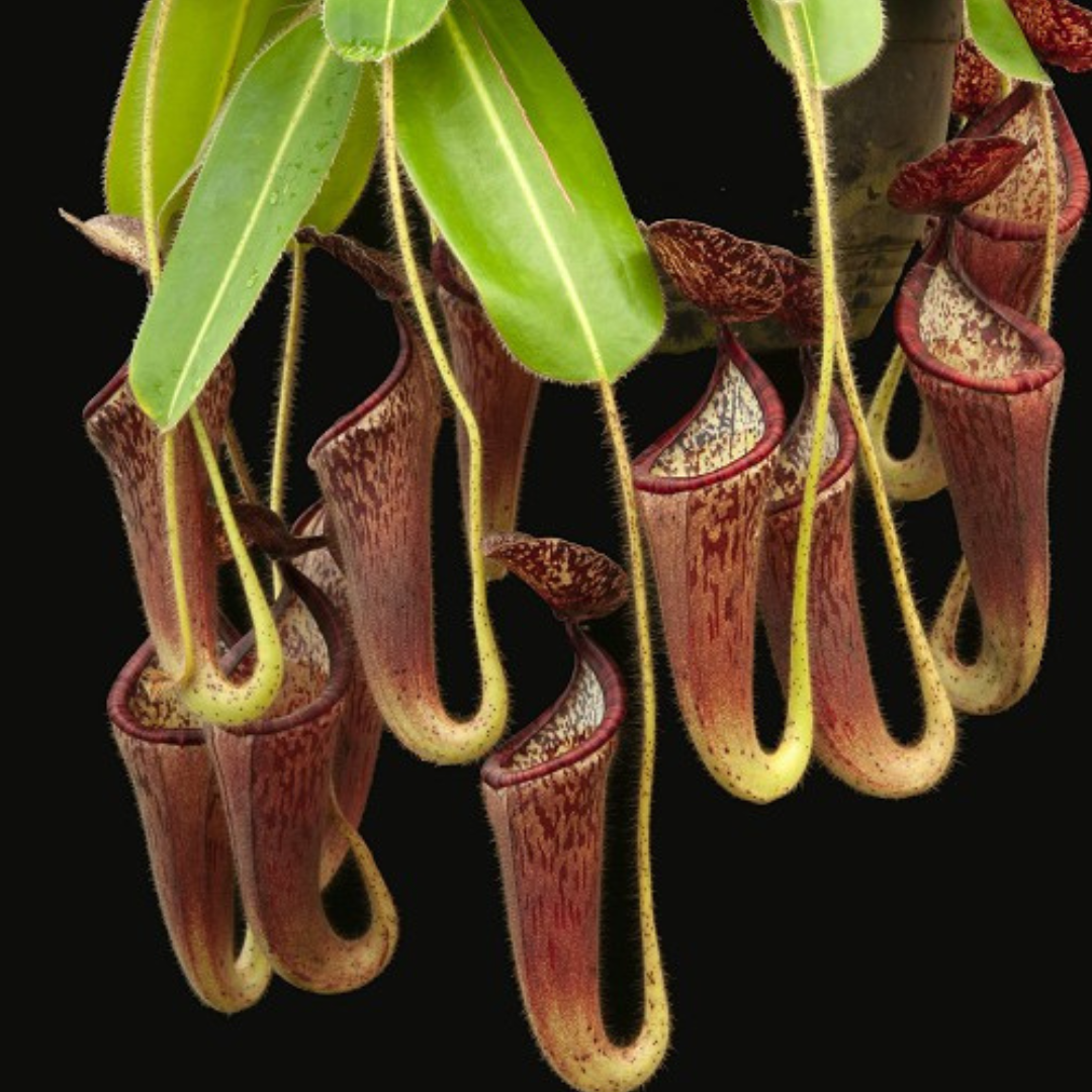 Nepenthes glandulifera Seedgrown