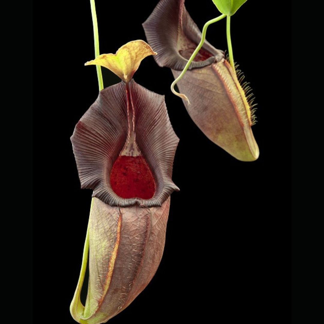 Nepenthes ovata