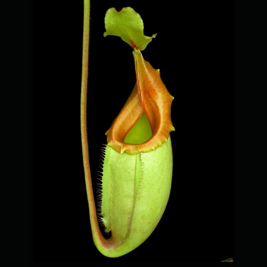 Nepenthes veitchii x mira