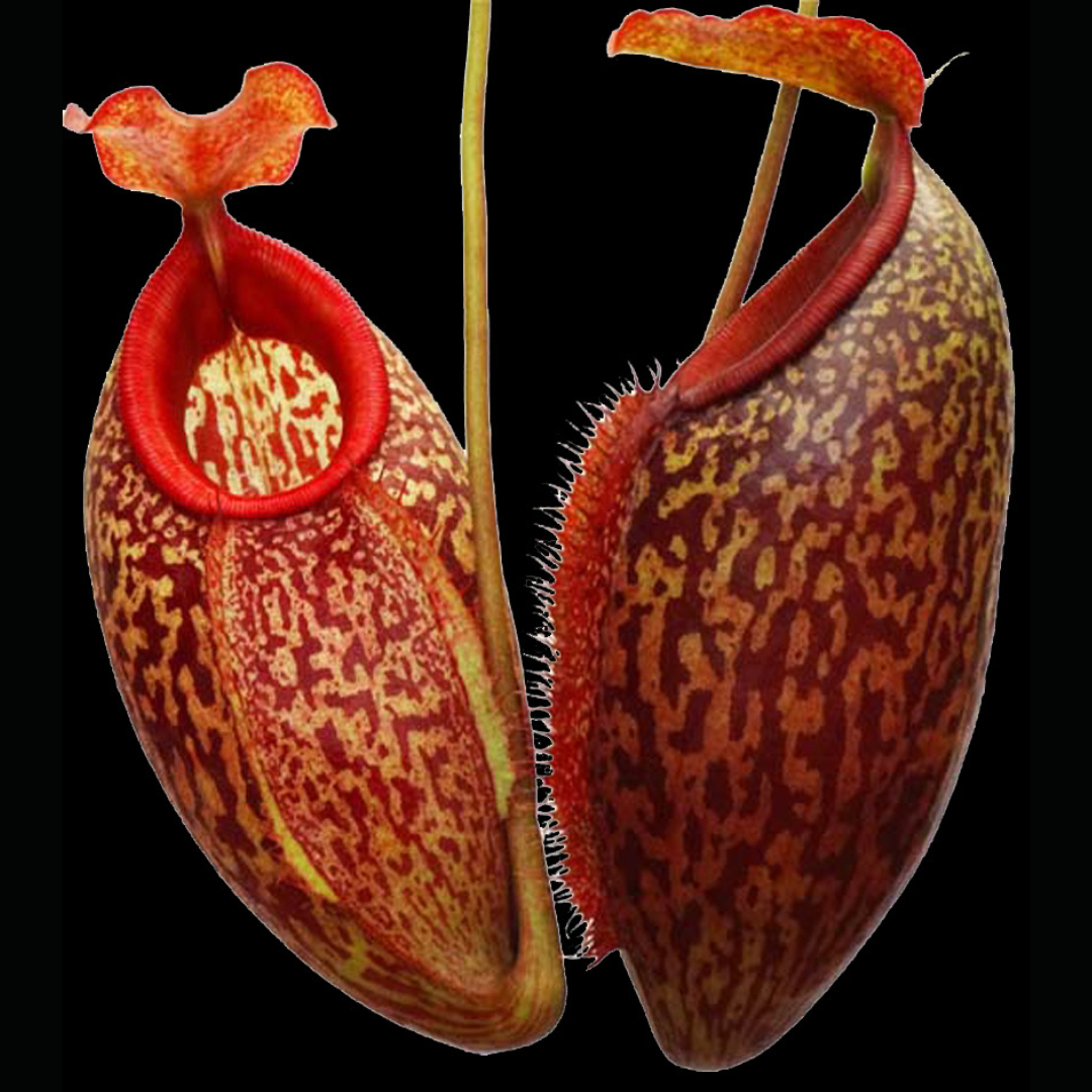 Nepenthes merrilliana x aristolochioides