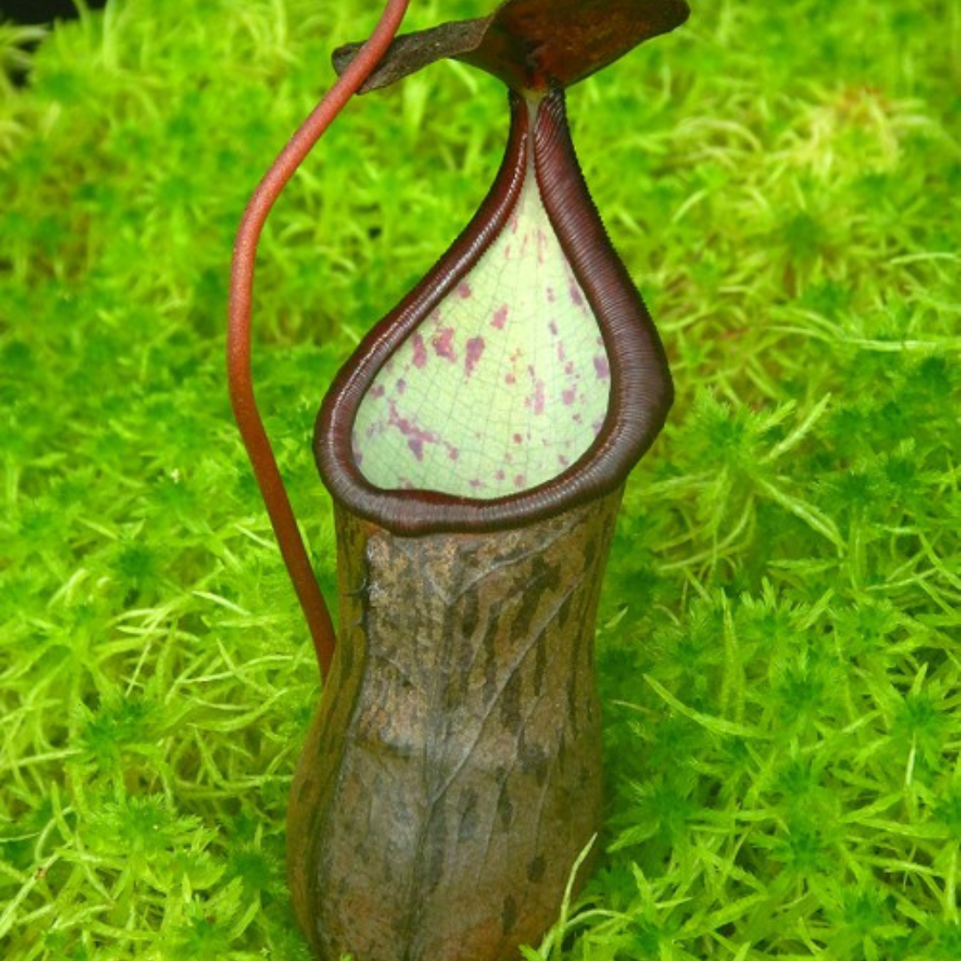 Nepenthes ceciliae BE 3956