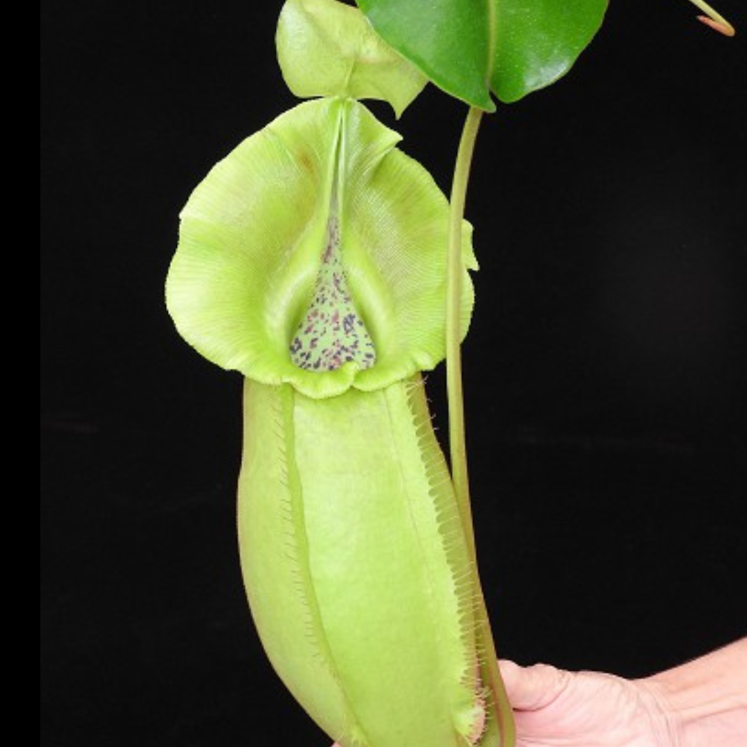 Nepenthes spathulata x veitchii