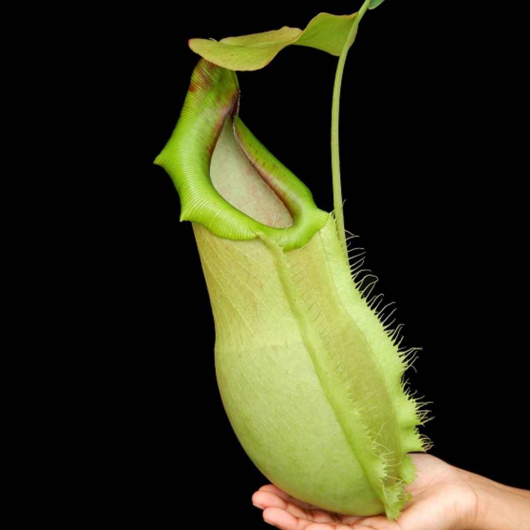 Nepenthes spathulata x merrilliana BE-3949