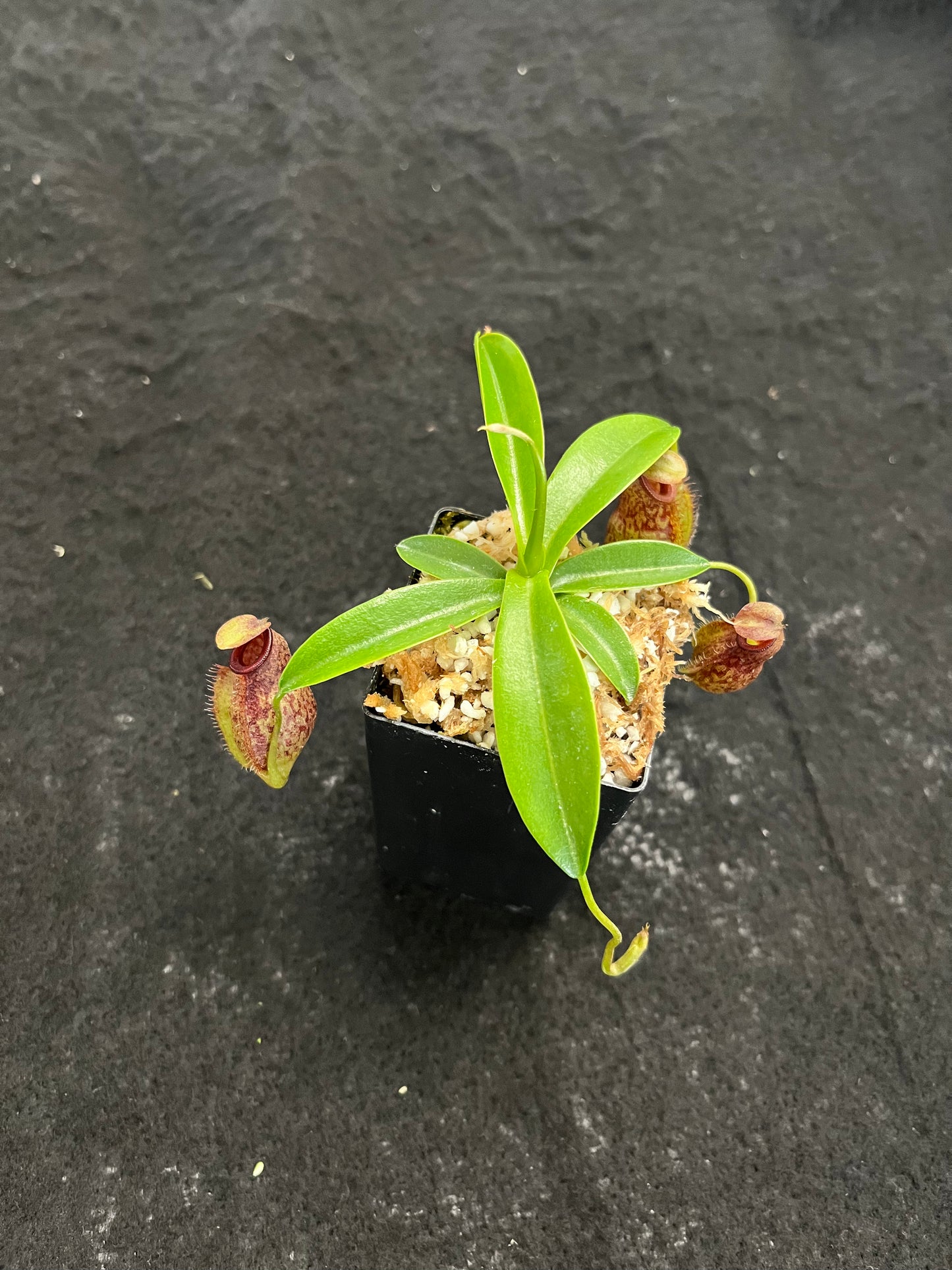 Nepenthes merrilliana x aristolochioides