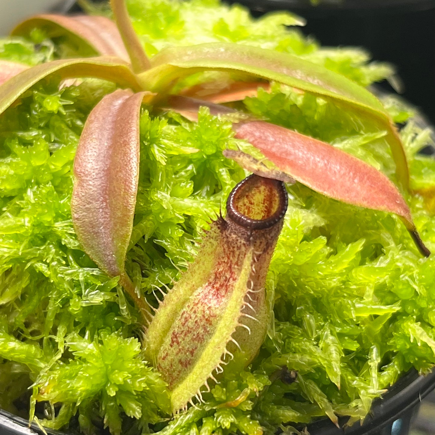 Nepenthes hamata x veitchii BE-3943