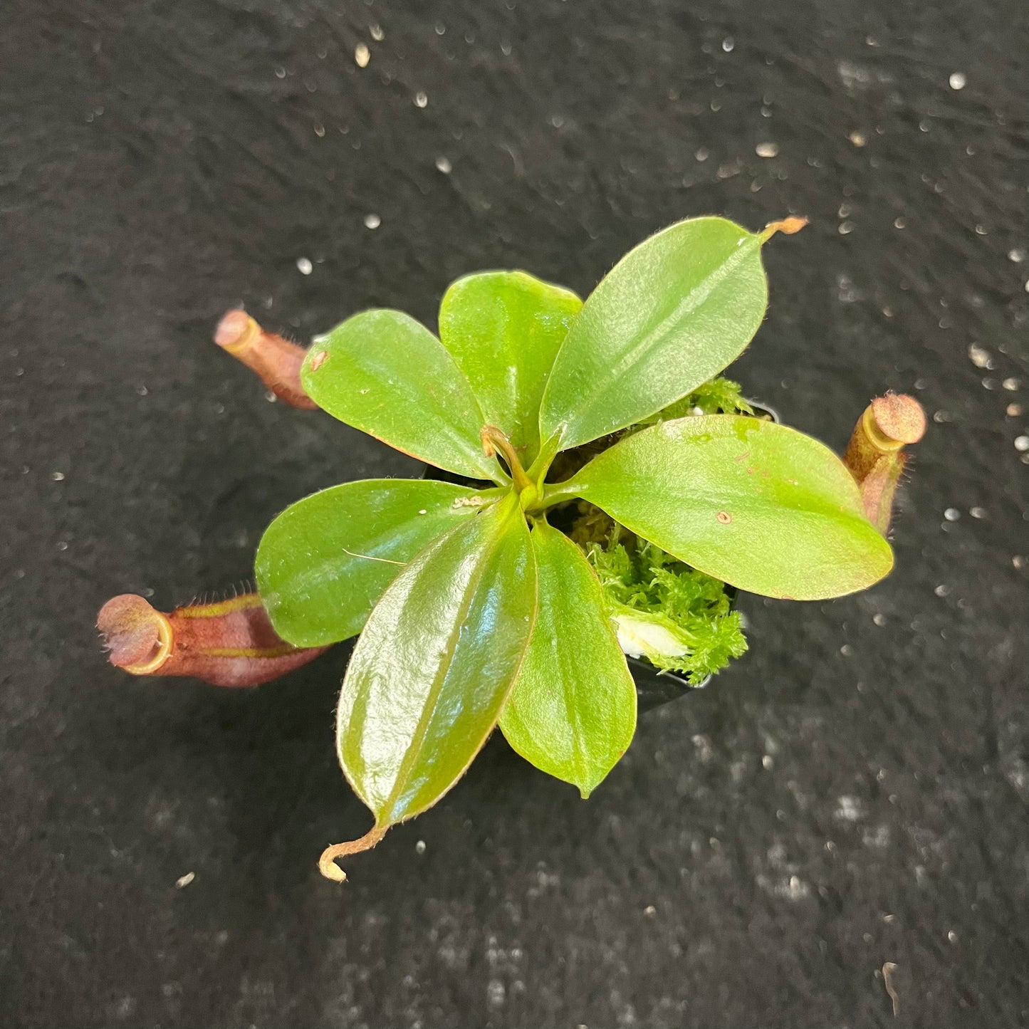 Nepenthes mira x peltata BE-4534