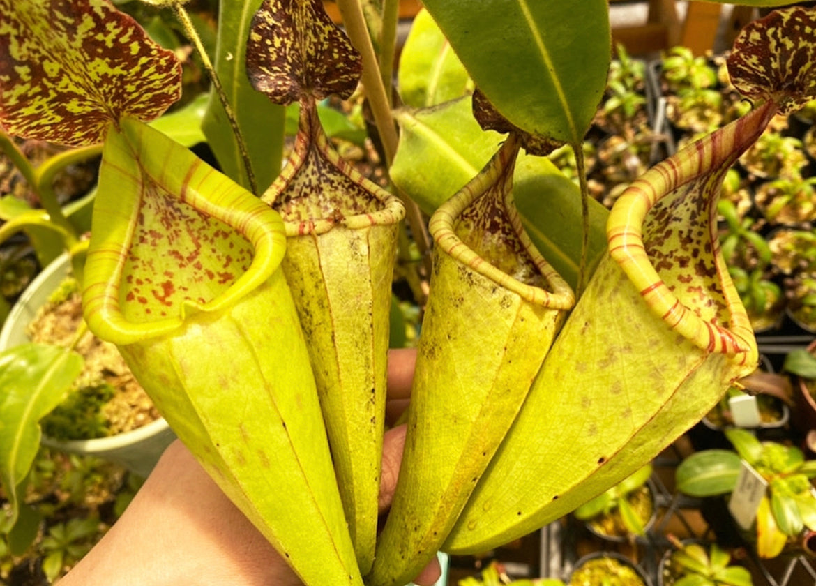 Nepenthes glandulifera x maxima