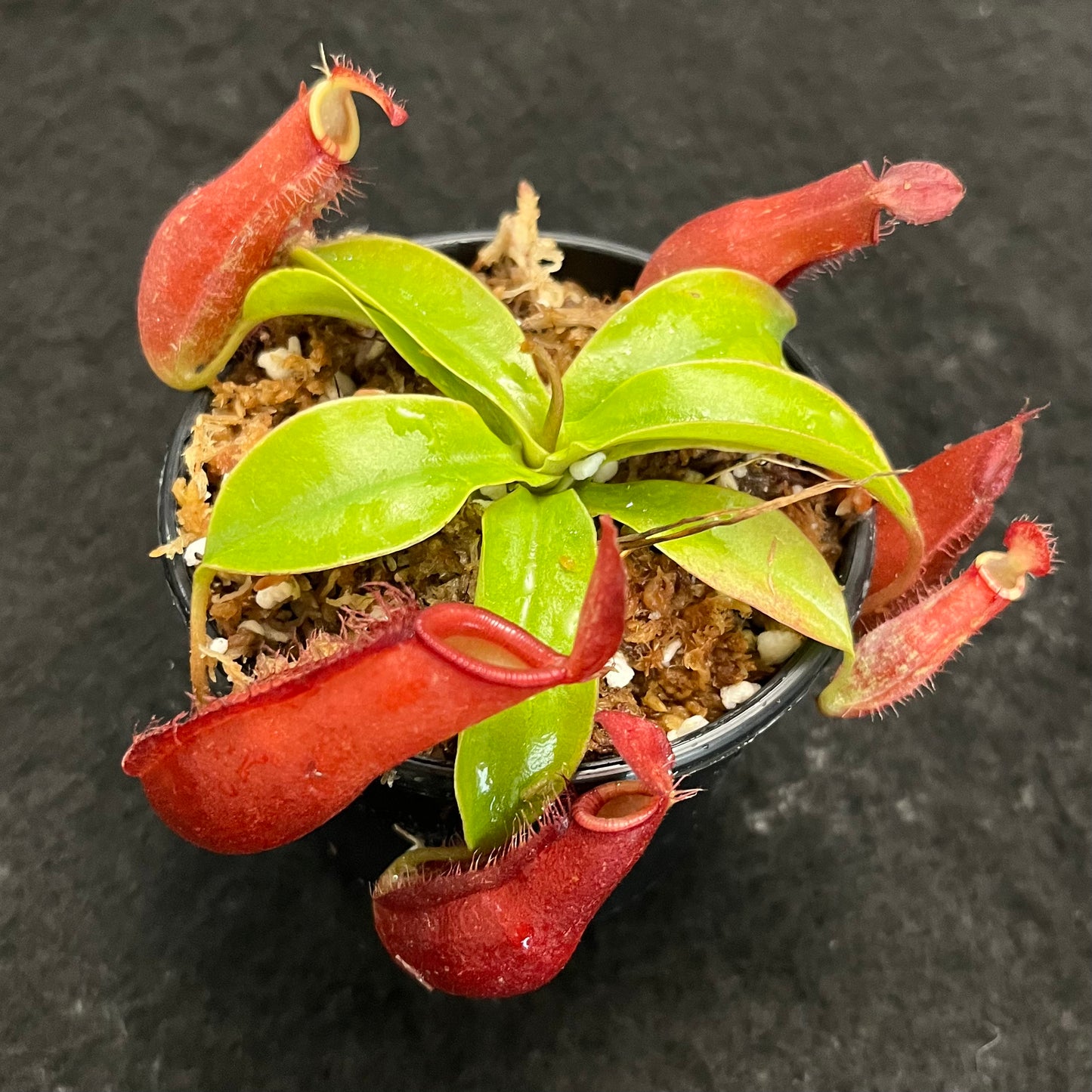 Nepenthes ampullaria x (sibuyanensis x ventricosa) ‘Diana’