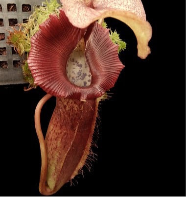 Nepenthes singalana x (burbidgeae x edwardsiana) BE-3984