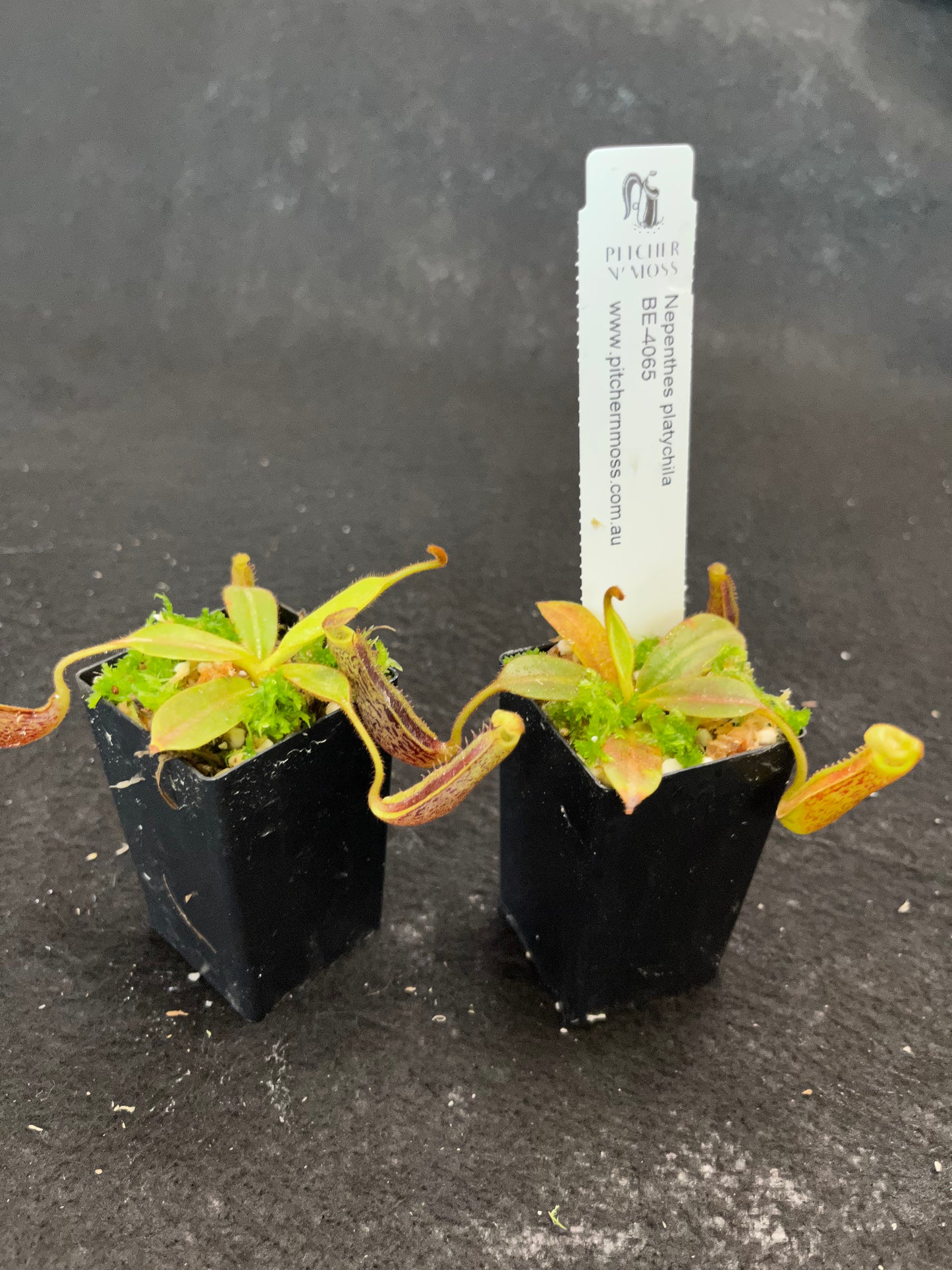 Nepenthes platychila BE-4065