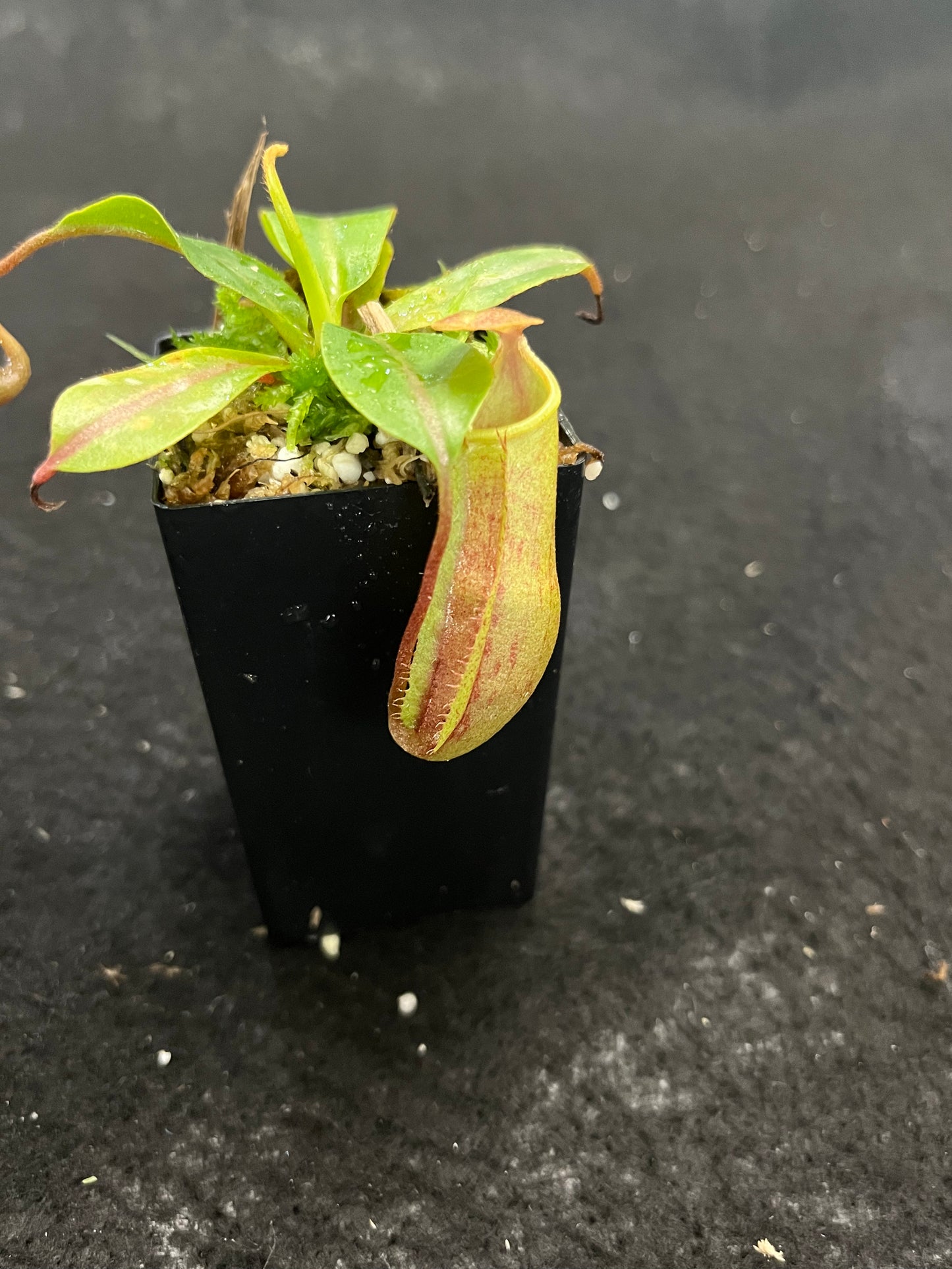 Nepenthes veitchii x mira