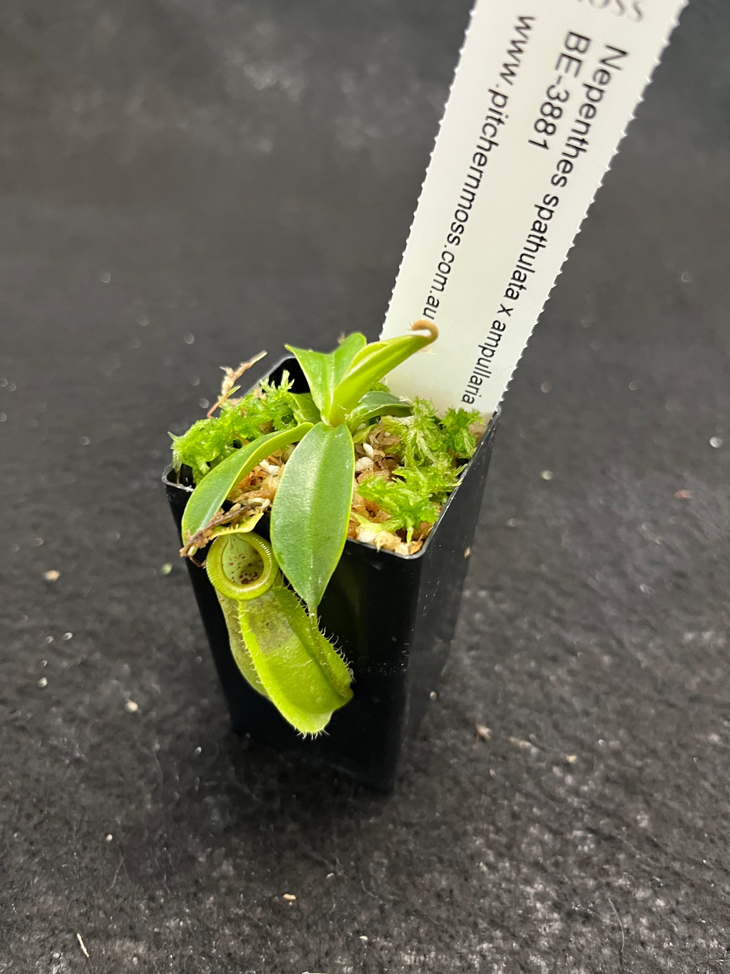 Nepenthes spathulata x ampullaria