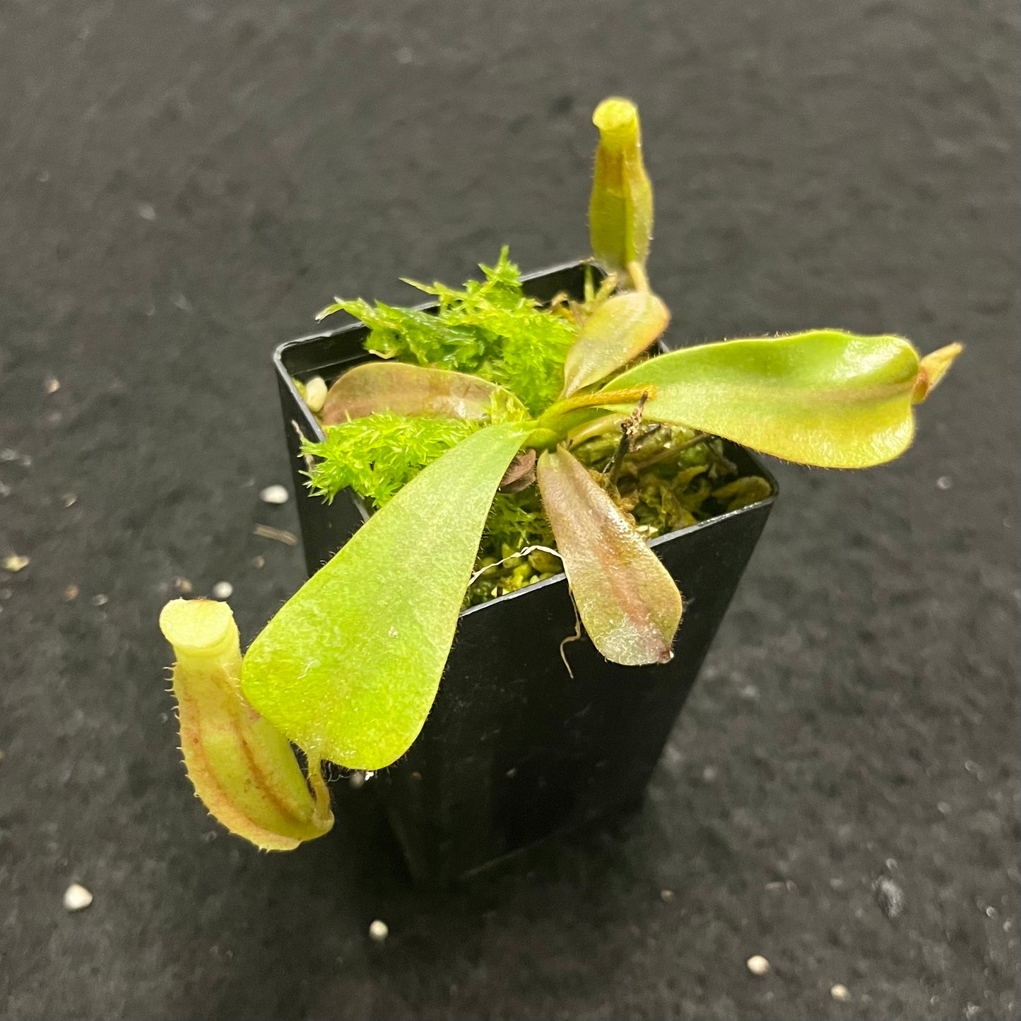 Nepenthes veitchii x veitchii