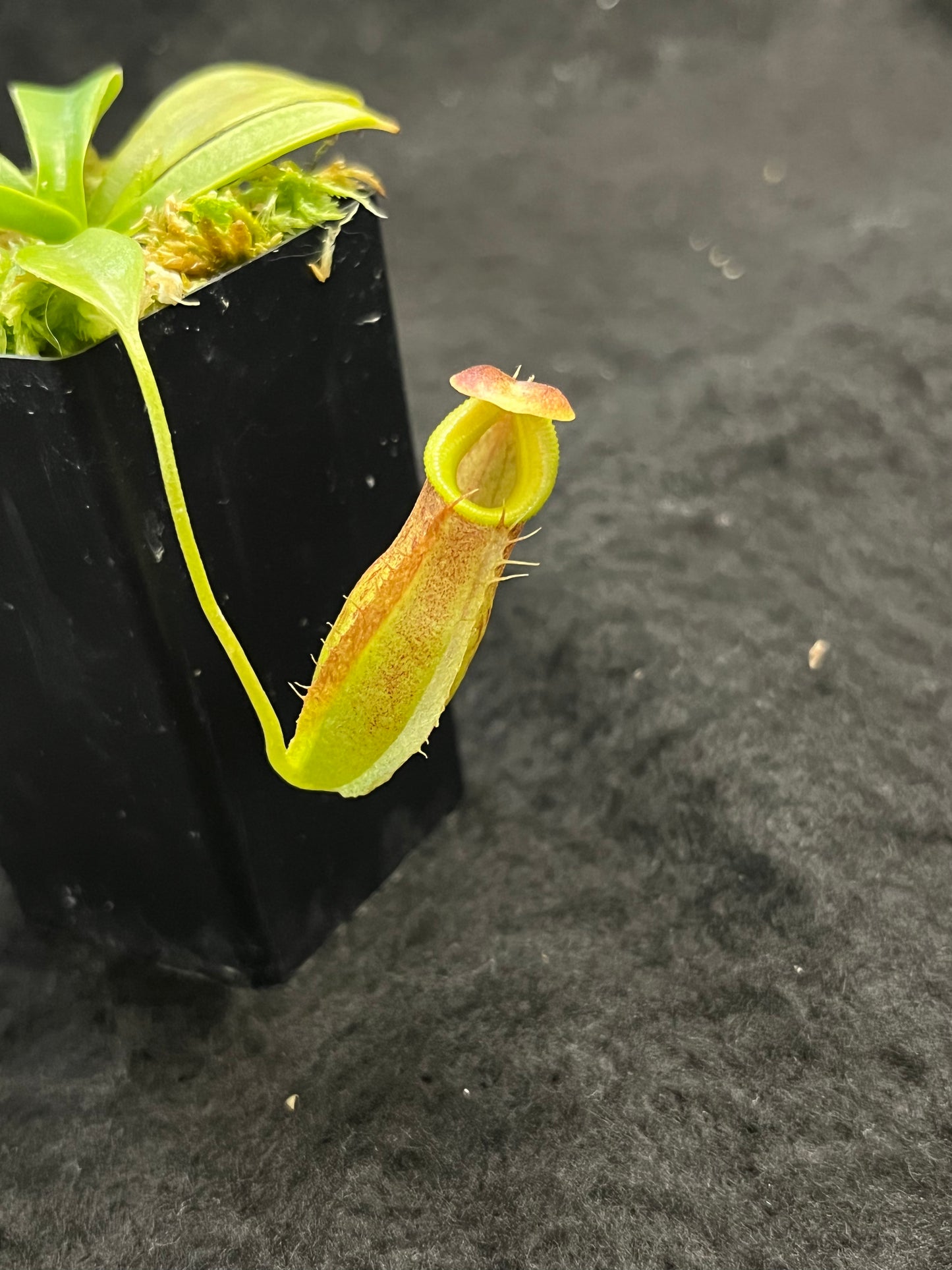 Nepenthes spathulata x tenuis