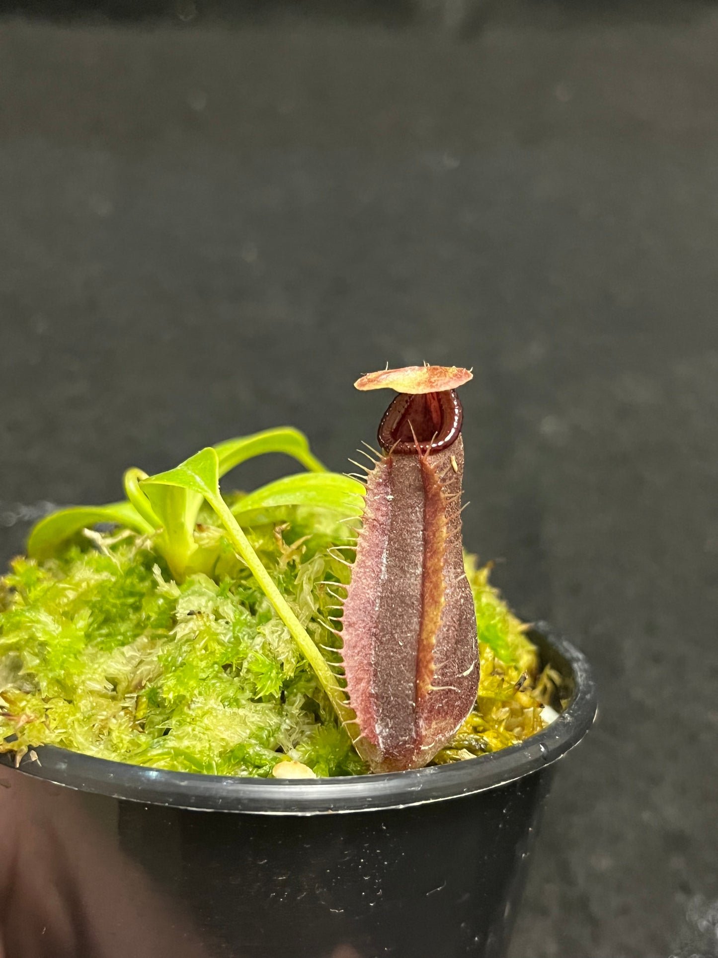 Nepenthes spathulata x singalana BE-4004