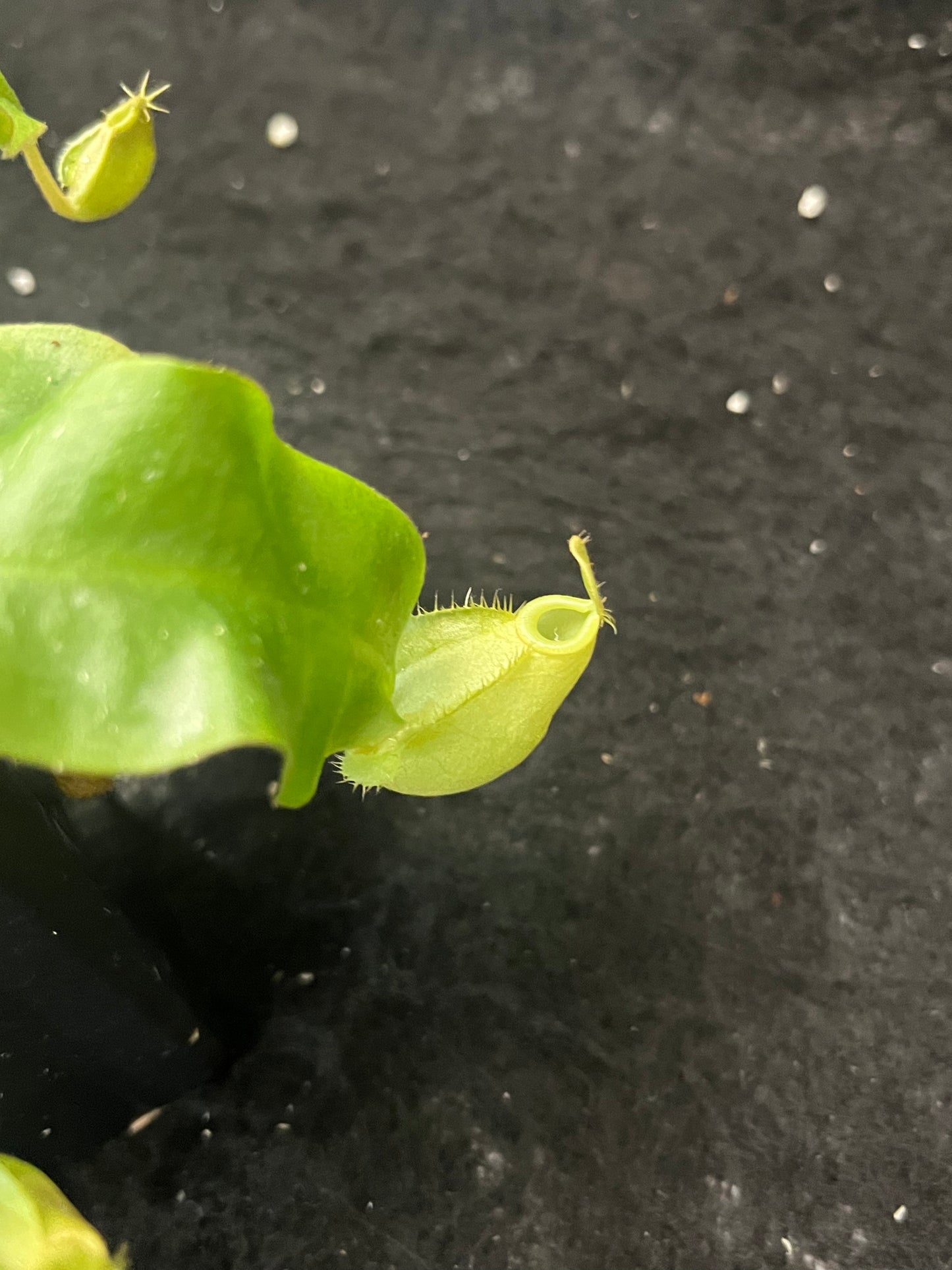 Nepenthes (viking x ampullaria Green) x (ampullraia Green x Black Miracle)