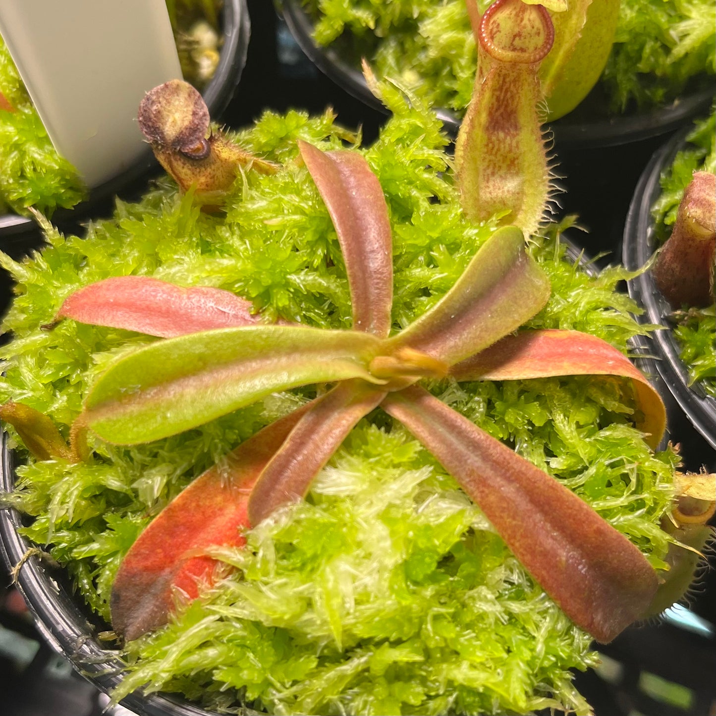 Nepenthes hamata x veitchii BE-3943