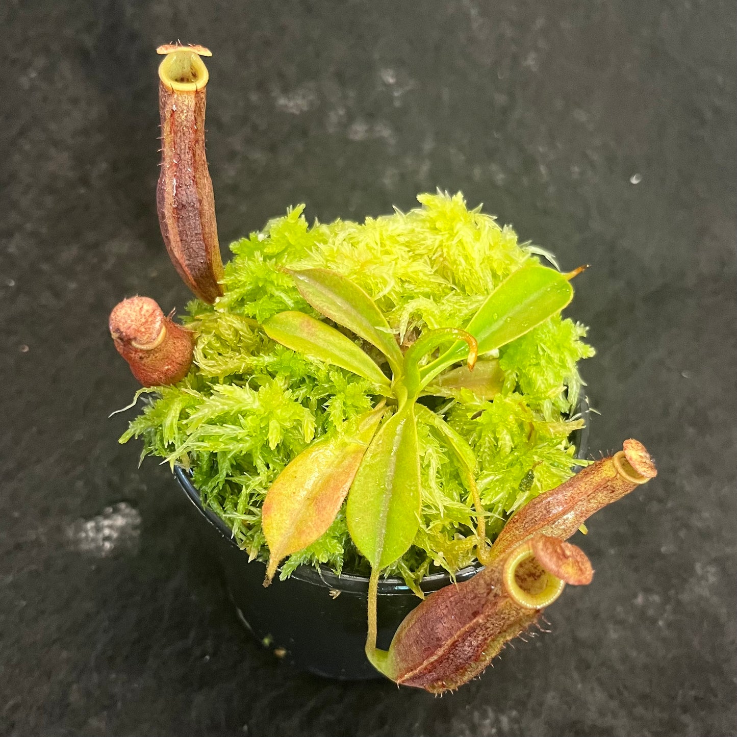 Nepenthes (veitchii x lowii) x sp. #1