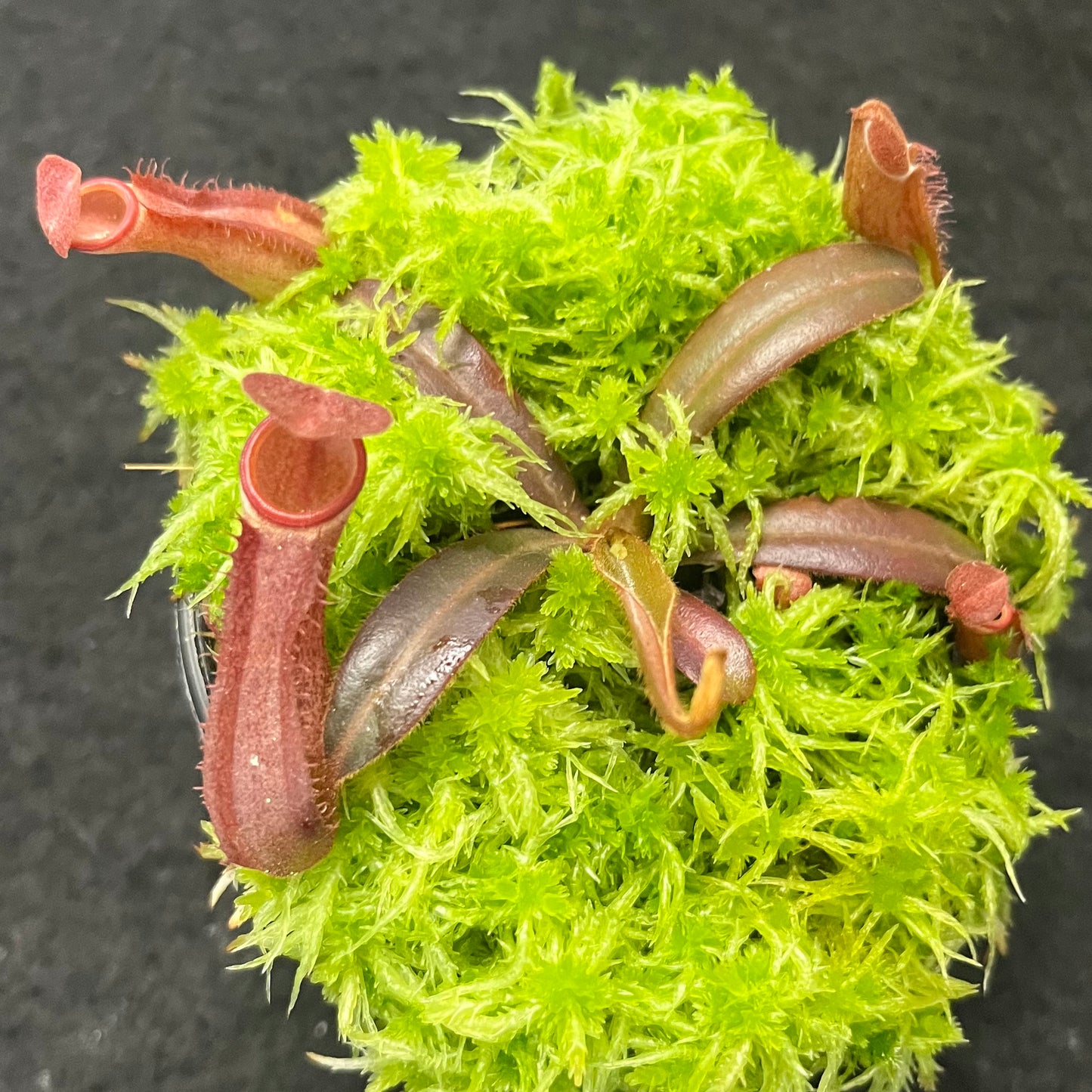 Nepenthes albomarginata Red