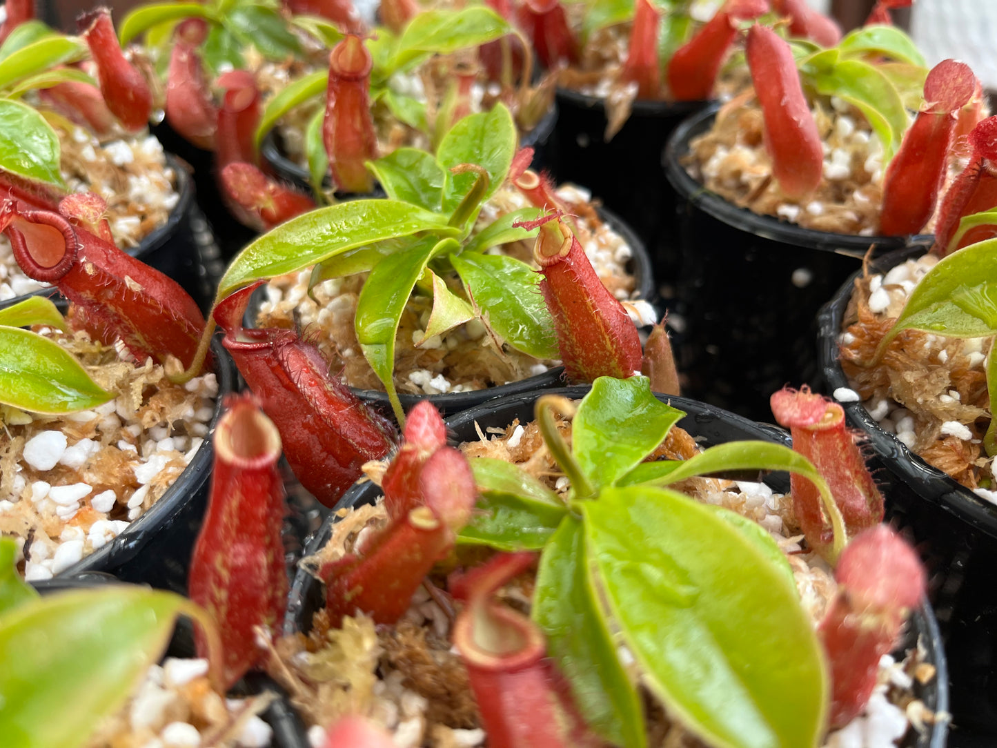 Nepenthes ampullaria x (sibuyanensis x ventricosa) ‘Diana’