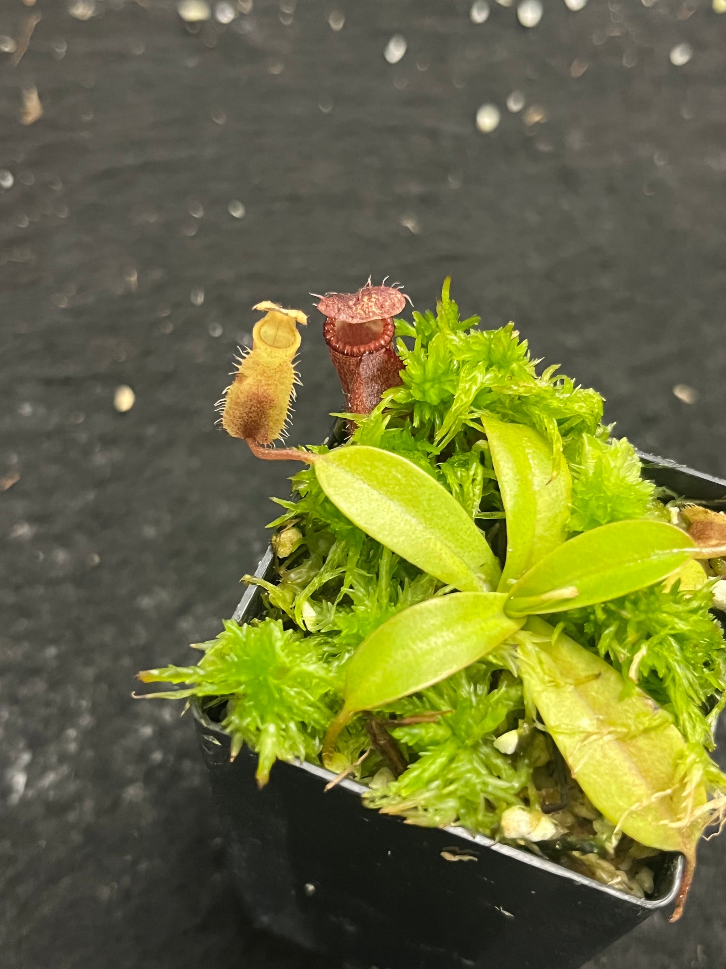 Nepenthes villosa x hamata BE-4099