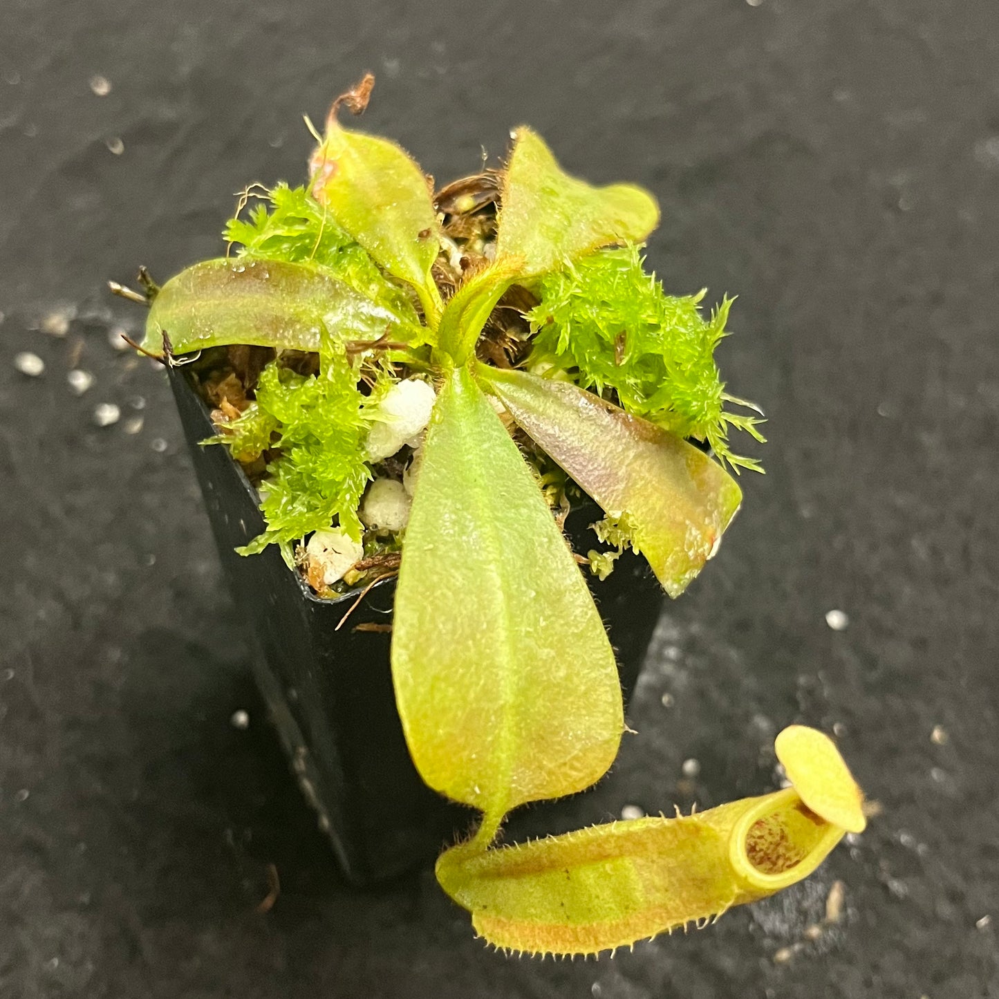 Nepenthes veitchii x veitchii