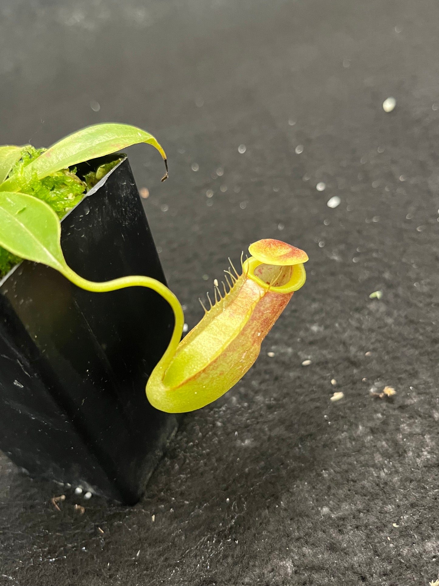 Nepenthes spathulata x tenuis