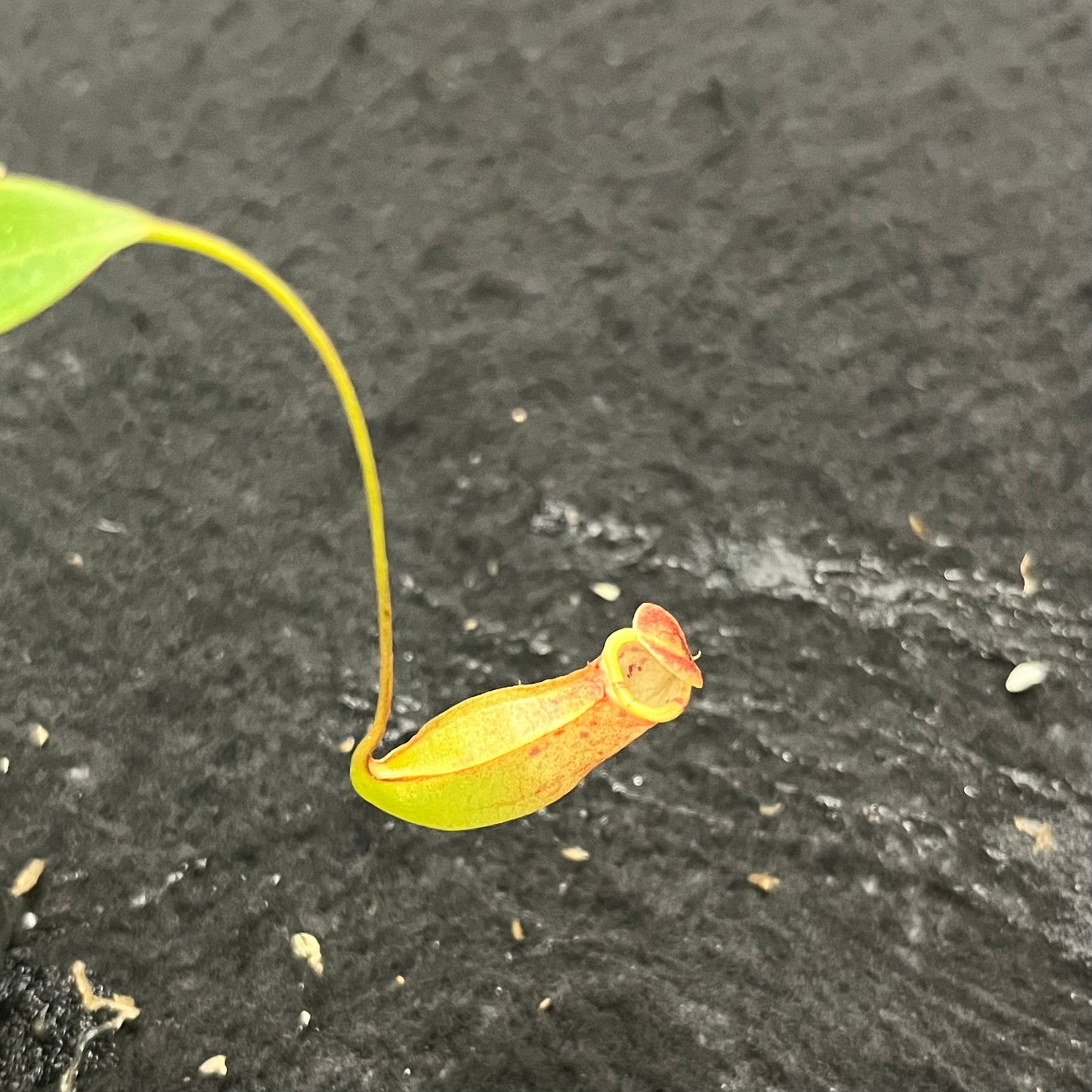 Nepenthes eustachya x tenuis BE-3971