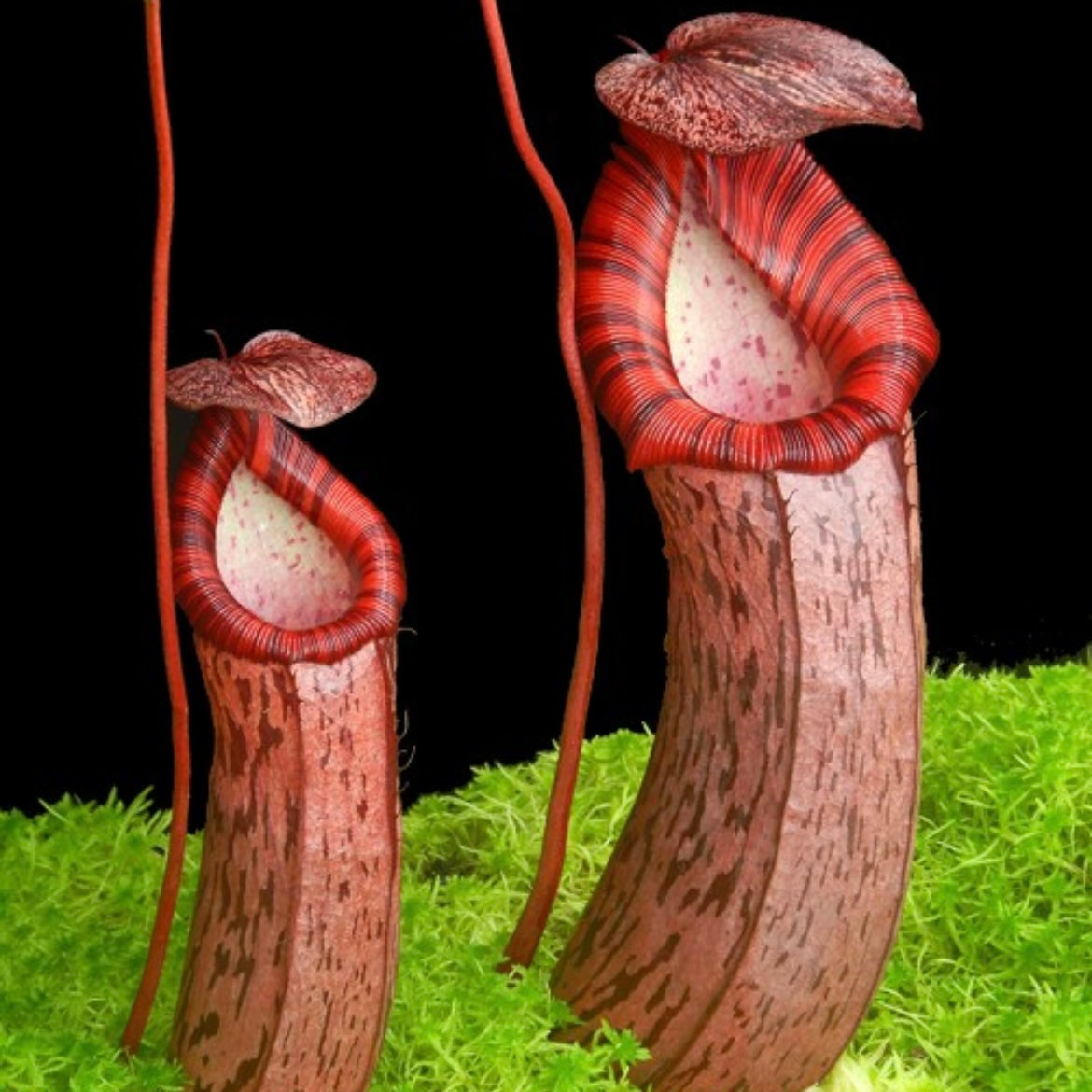 Nepenthes spectabilis x ventricosa