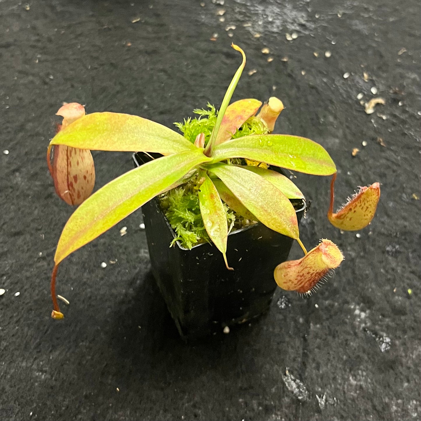 Nepenthes spectabilis x ventricosa