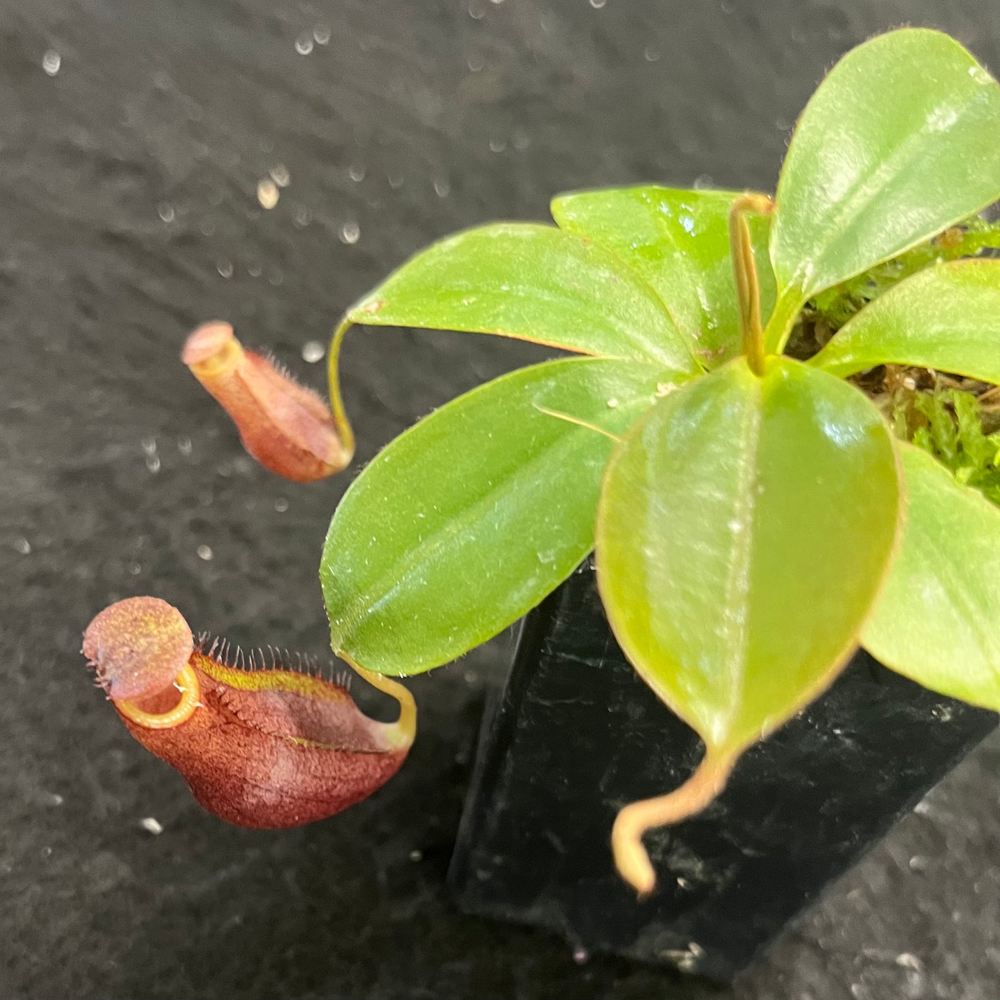 Nepenthes mira x peltata BE-4534