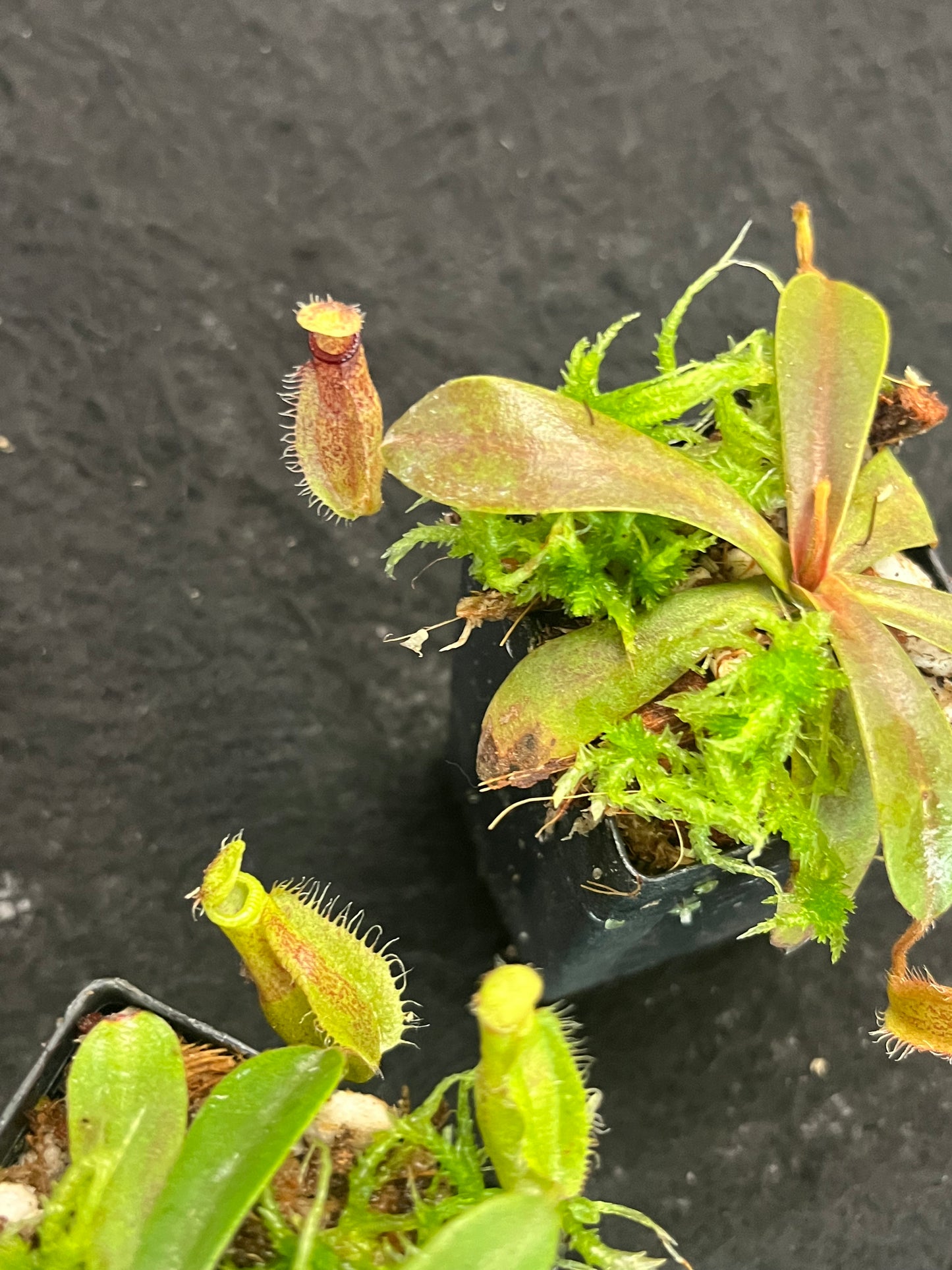 Nepenthes hamata x veitchii BE-4086