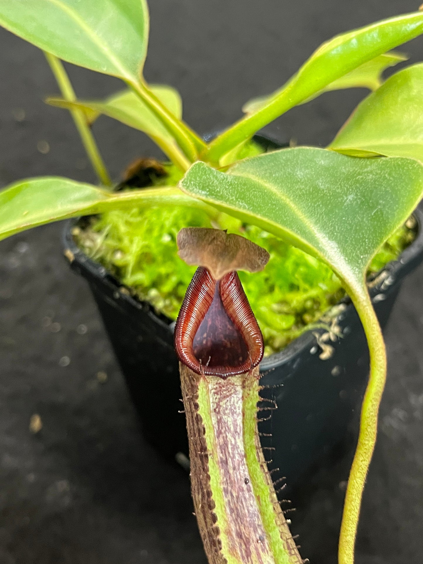 Nepenthes robcantleyi x fusca