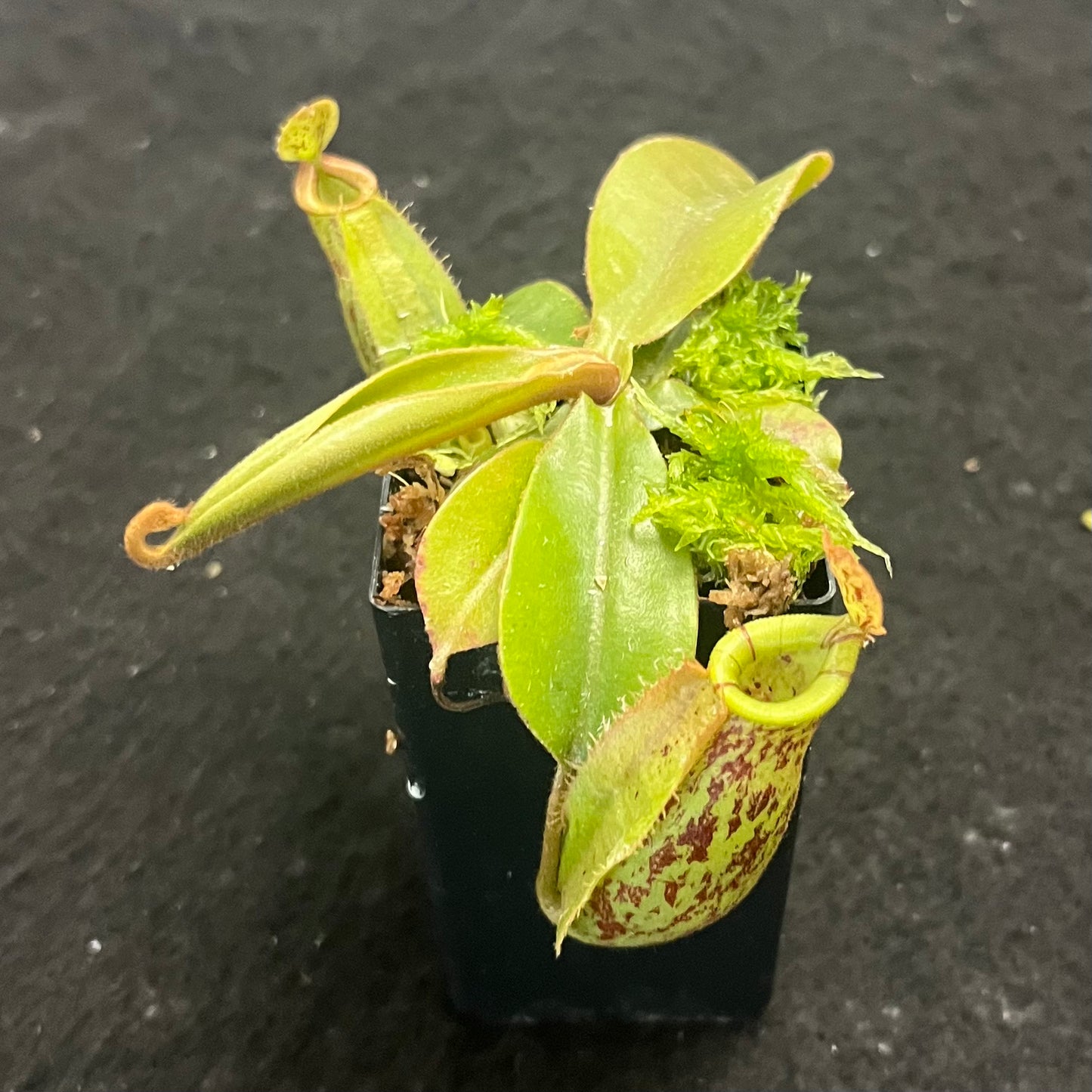 Nepenthes ampullaria x (veitchii x lowii)