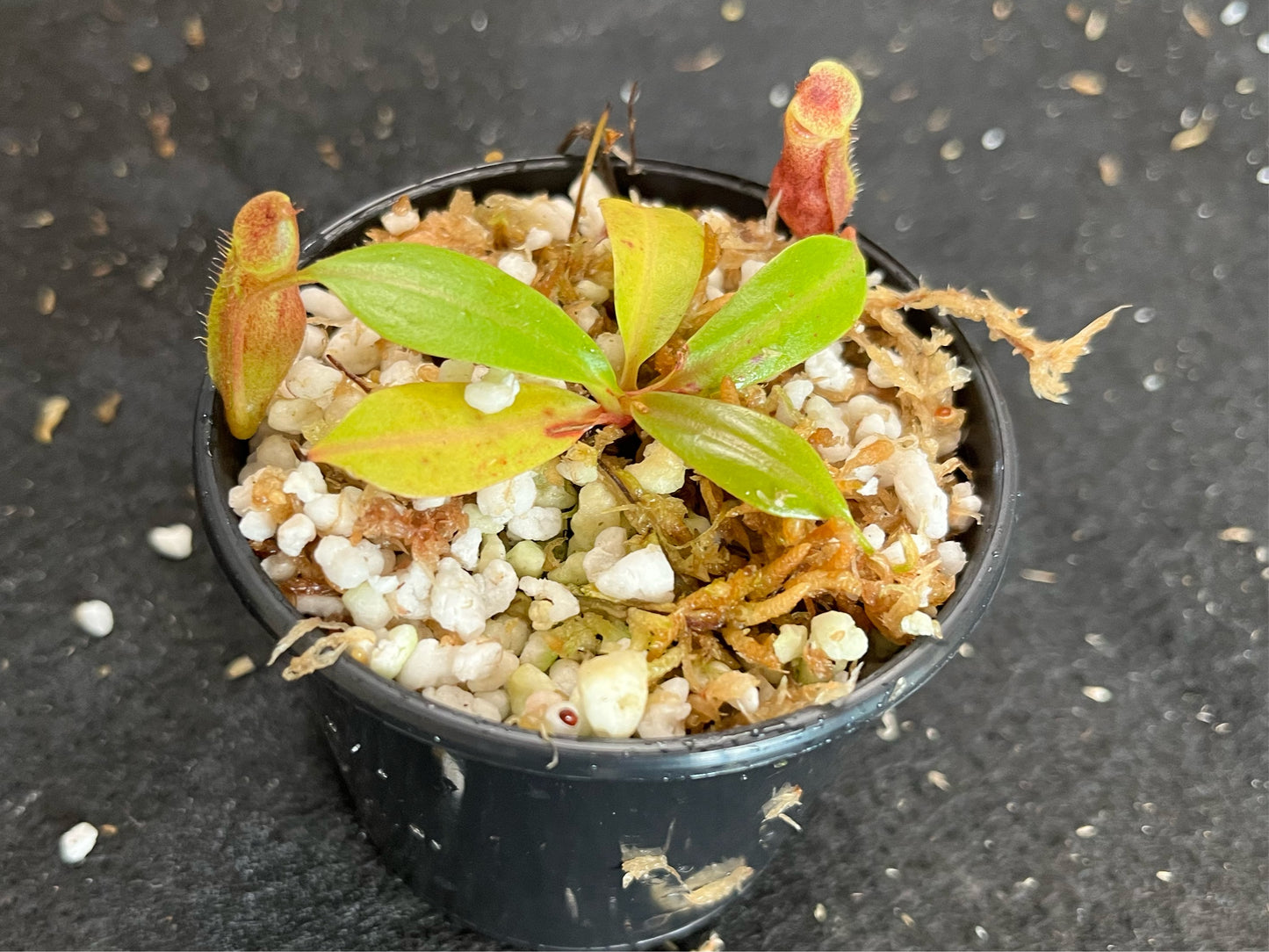 Nepenthes boschiana x mira