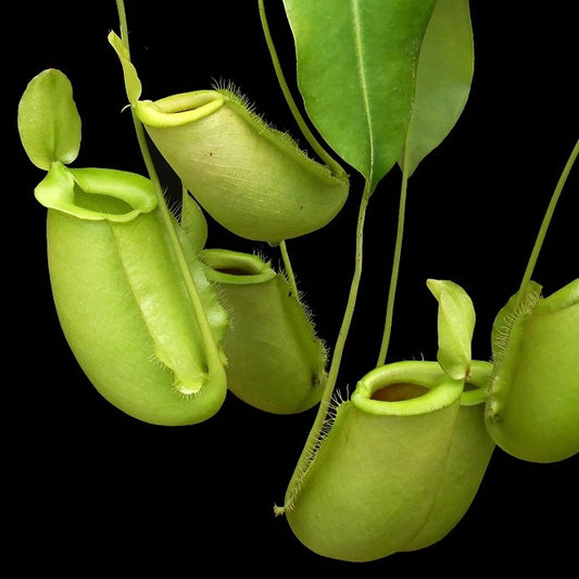 Nepenthes spathulata x ampullaria