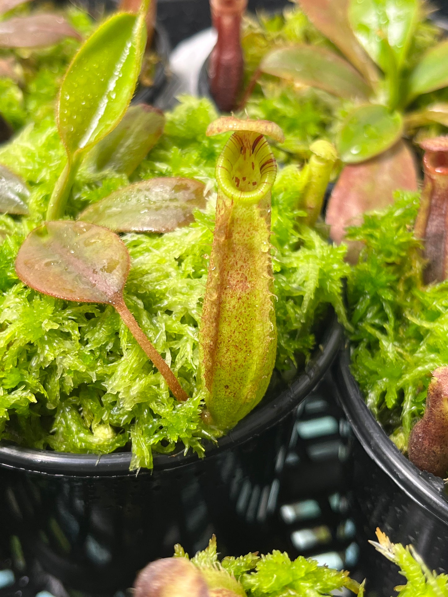 Nepenthes burbidgeae x (veitchii x lowii) BE-3993