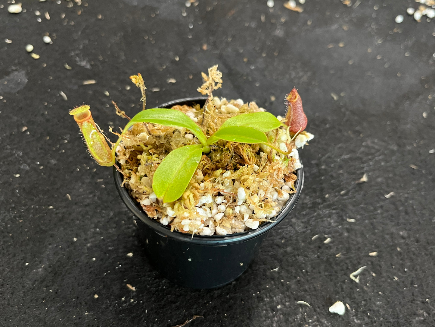 Nepenthes densiflora x robcantleyi BE-3573