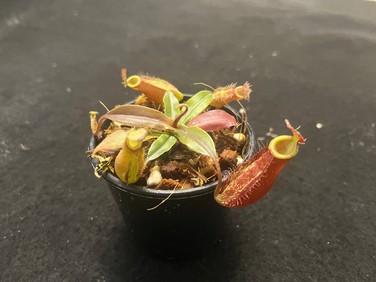 Nepenthes ampullaria x (spectabilis x talangensis)