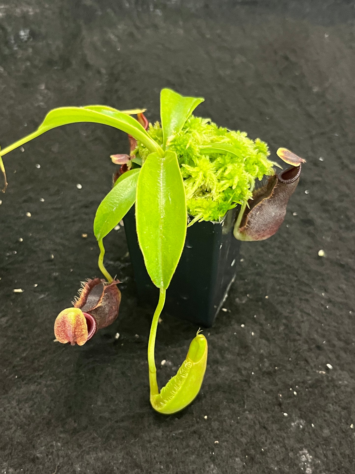 Nepenthes spathulata x singalana BE-4004