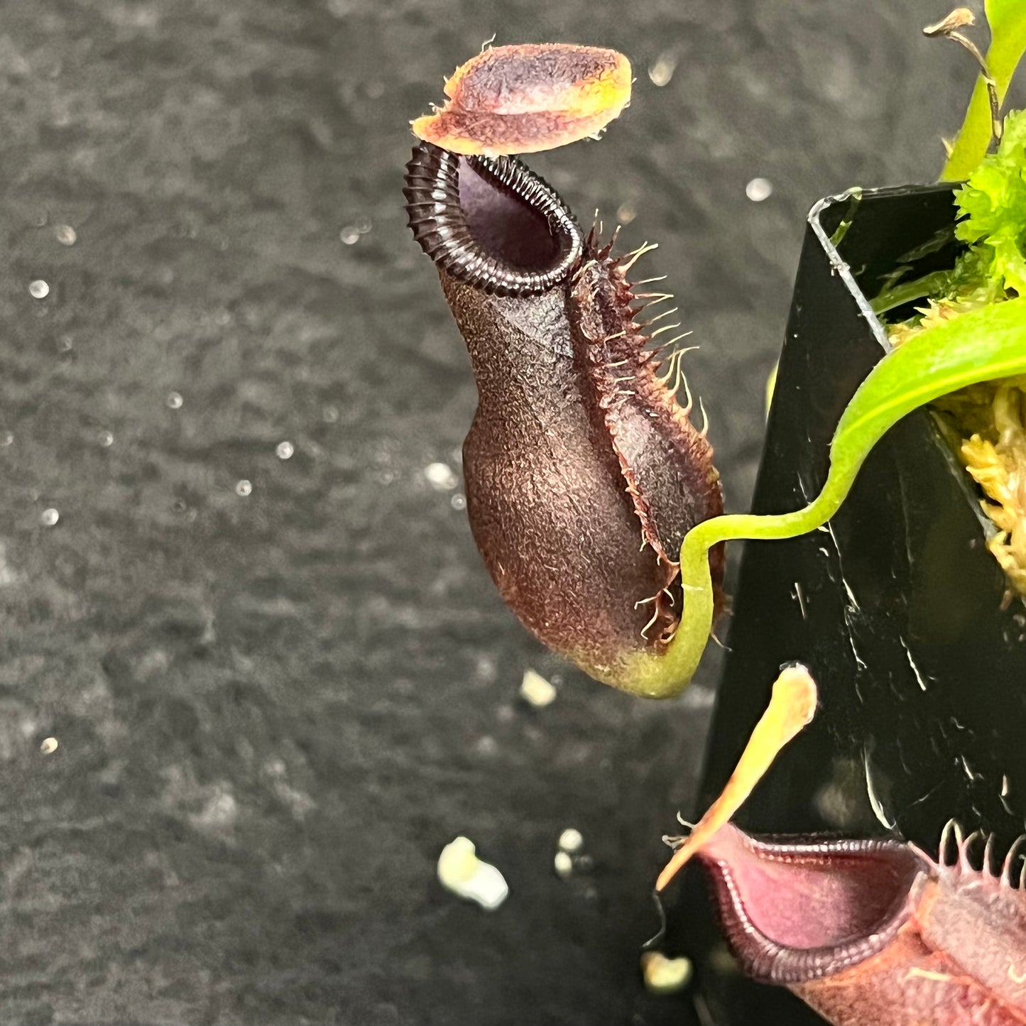 Nepenthes spathulata x singalana BE-4004