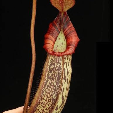 Nepenthes spectabilis x bongso  BE-3991