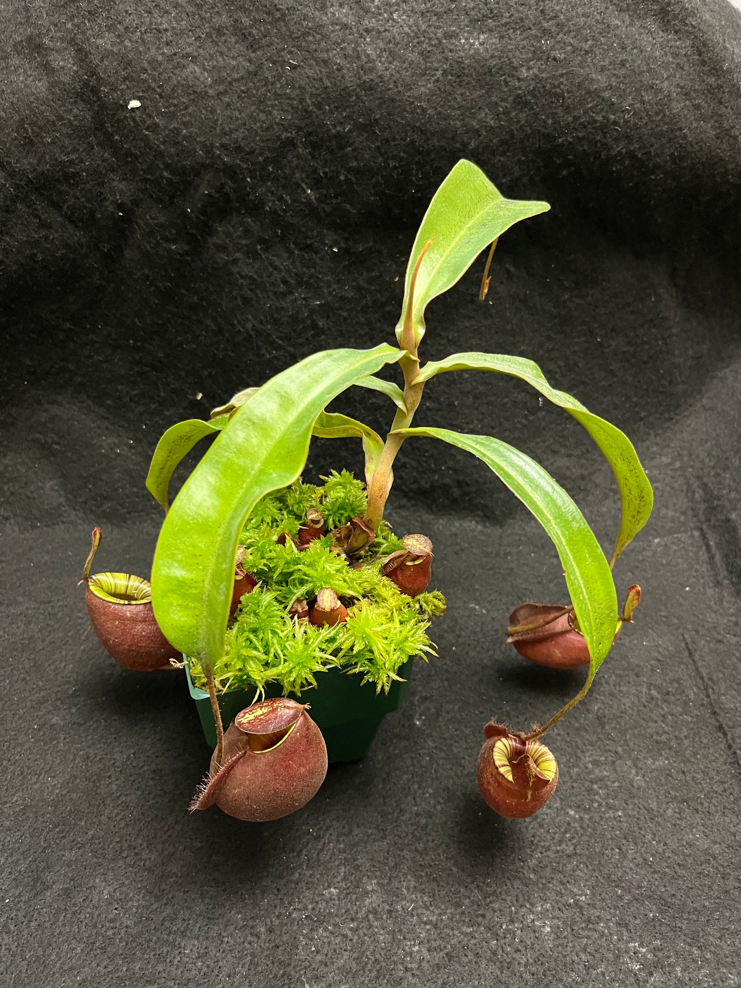 Nepenthes mirabilis var. globosa x ampullaria Black Miracle