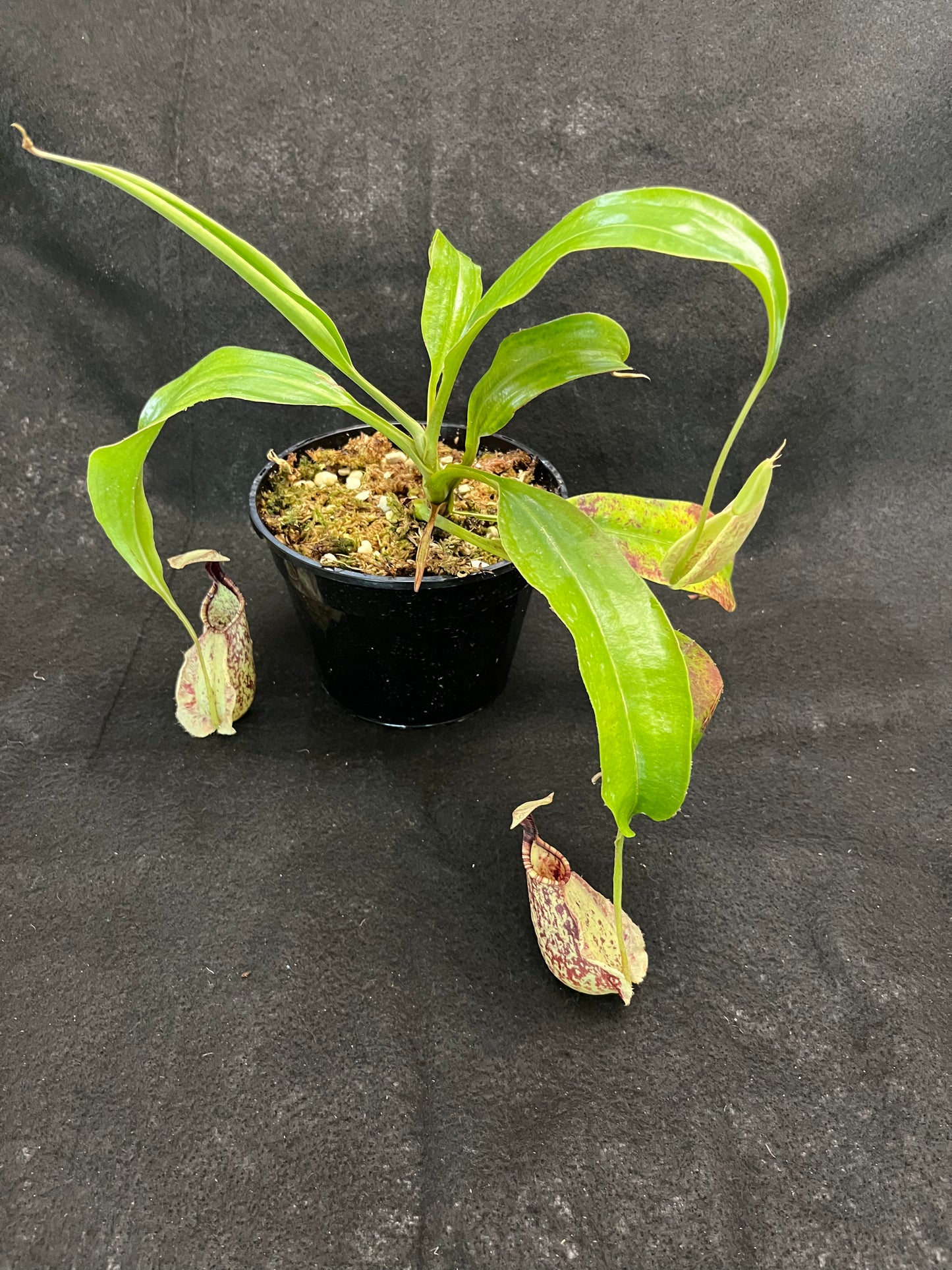 Nepenthes rafflesiana SG