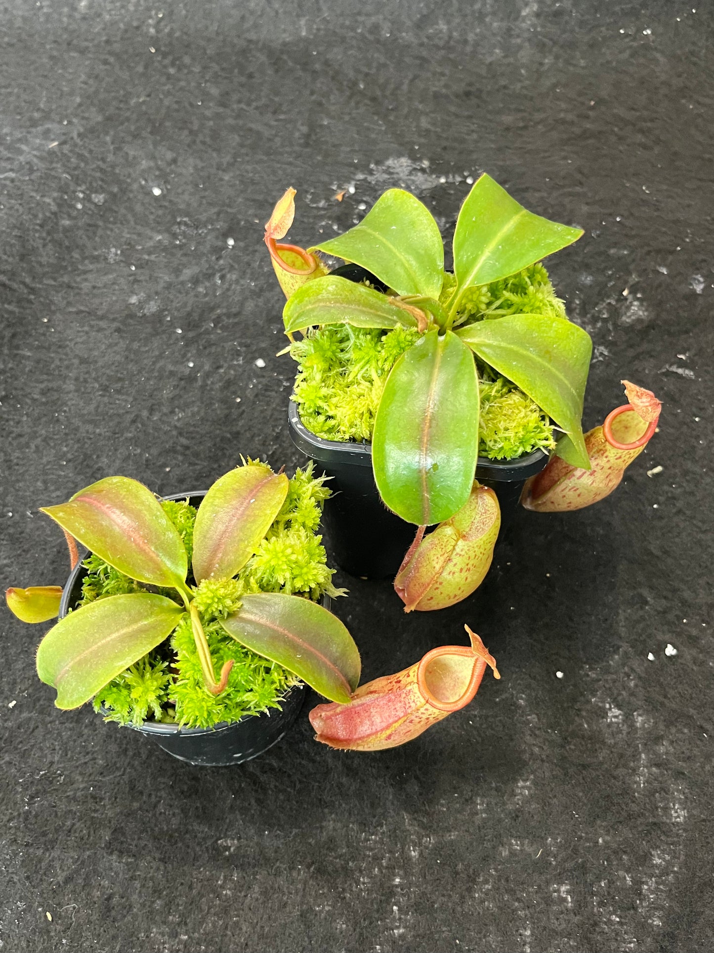 Nepenthes veitchii x mira BE-3696