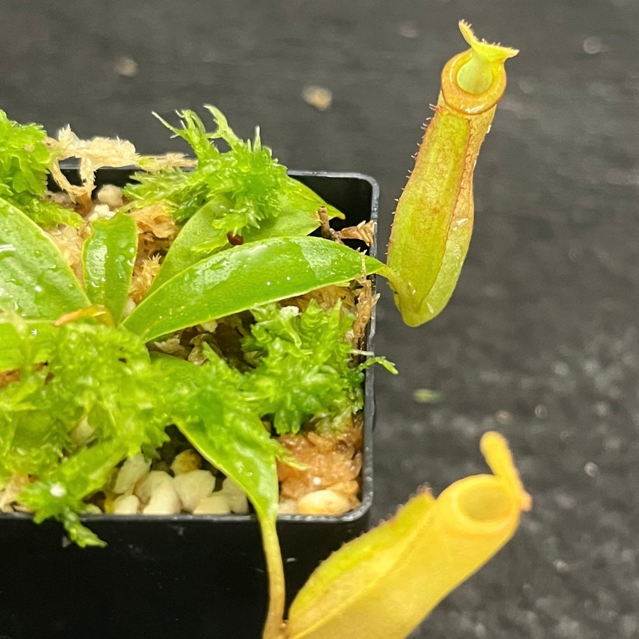 Nepenthes (ampullaria x mirabilis) x dubia BE-3694