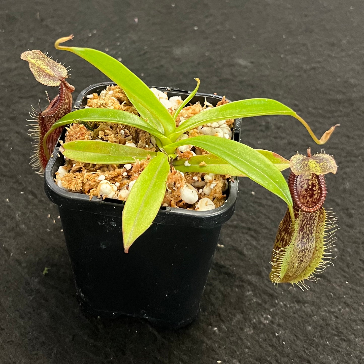 Nepenthes singalana x hamata BE-3955