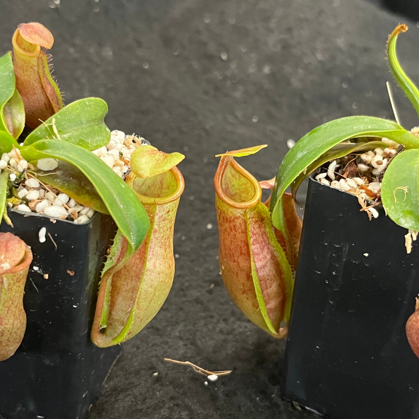 Nepenthes veitchii x mira