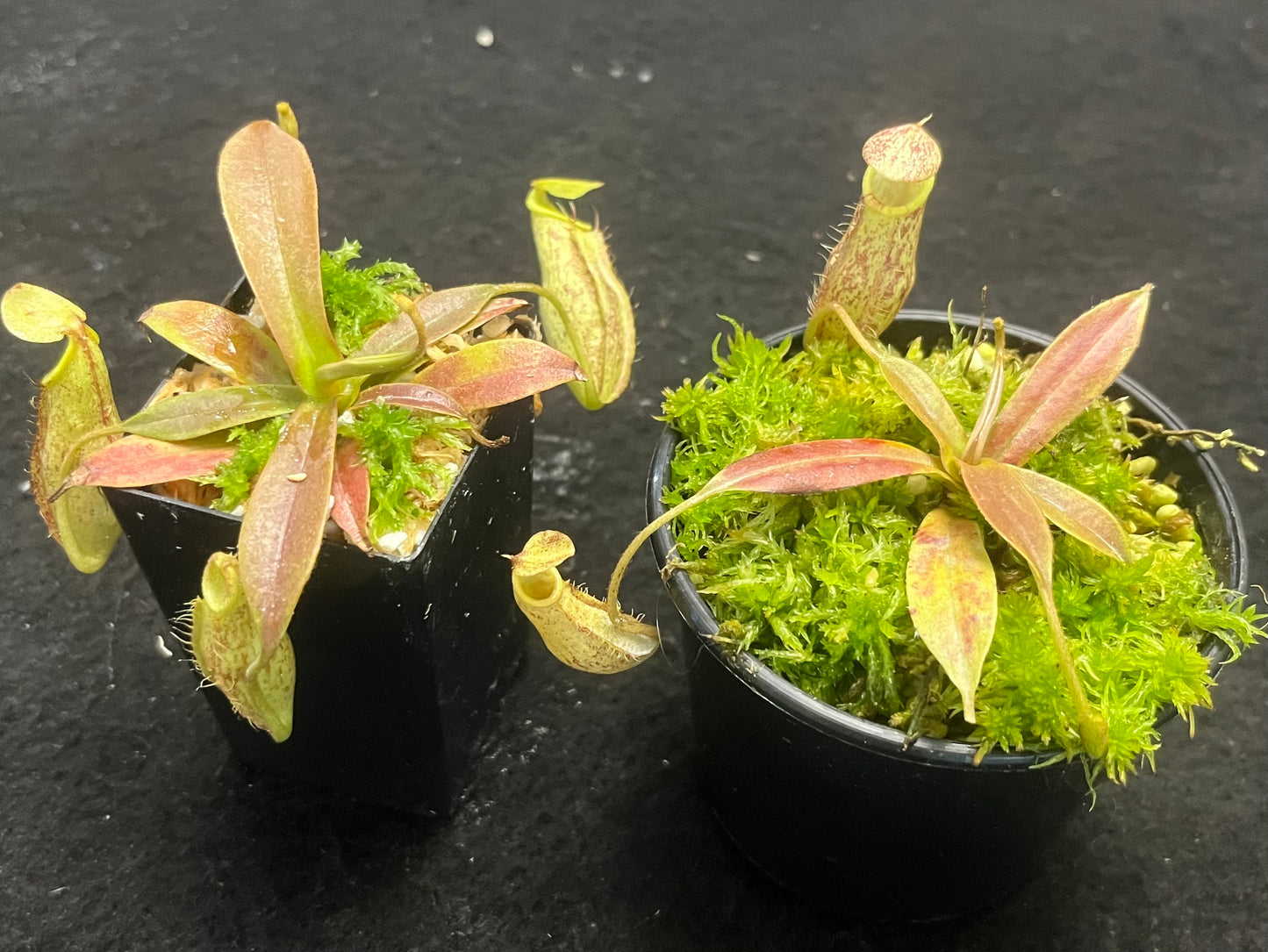 Nepenthes spectabilis x mira