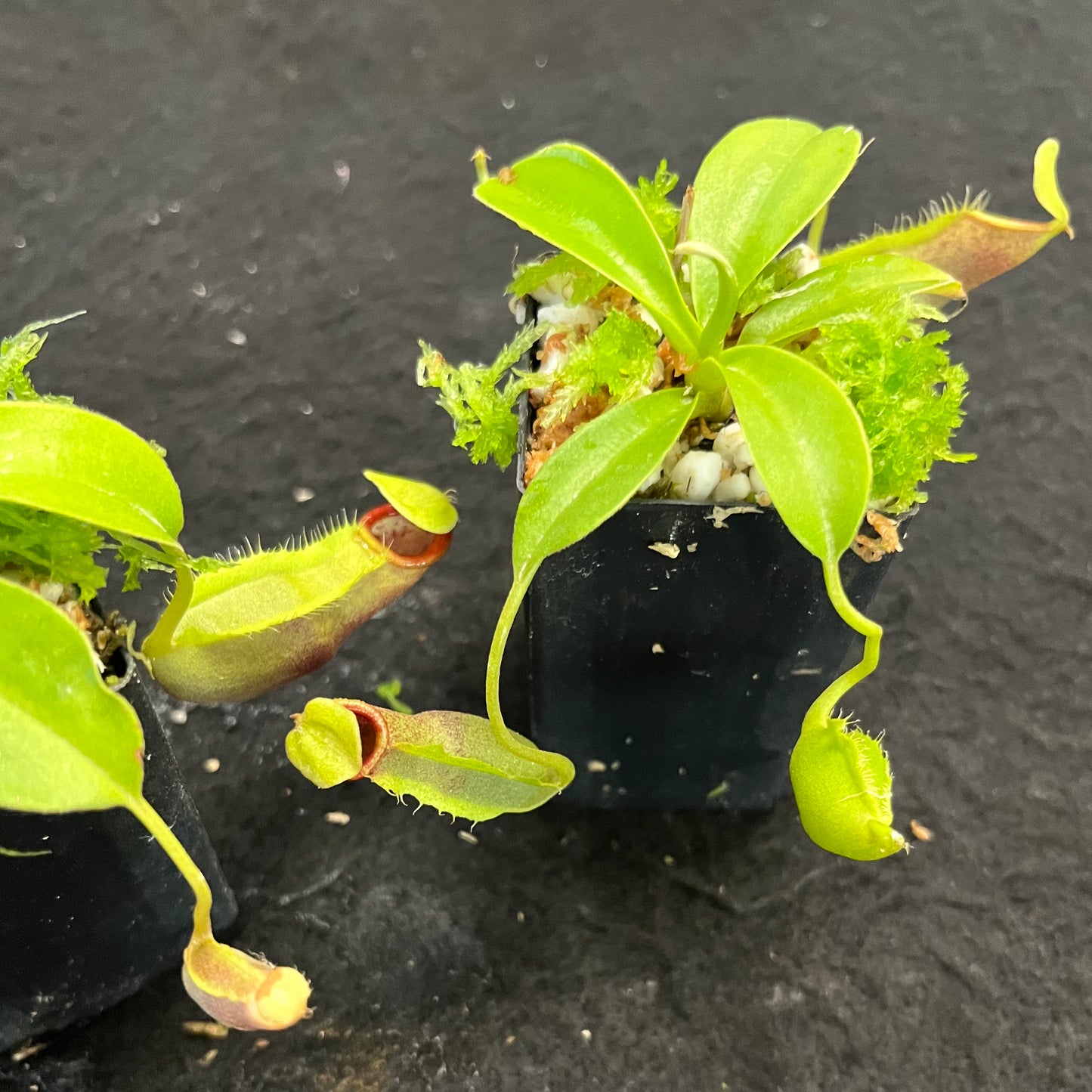 Nepenthes spathulata